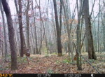 Trail Camera[MP:06]
