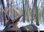 Trail Camera[MP:04]