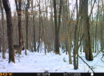 Trail Camera[MP:03]