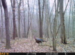 Trail Camera[MP:07]