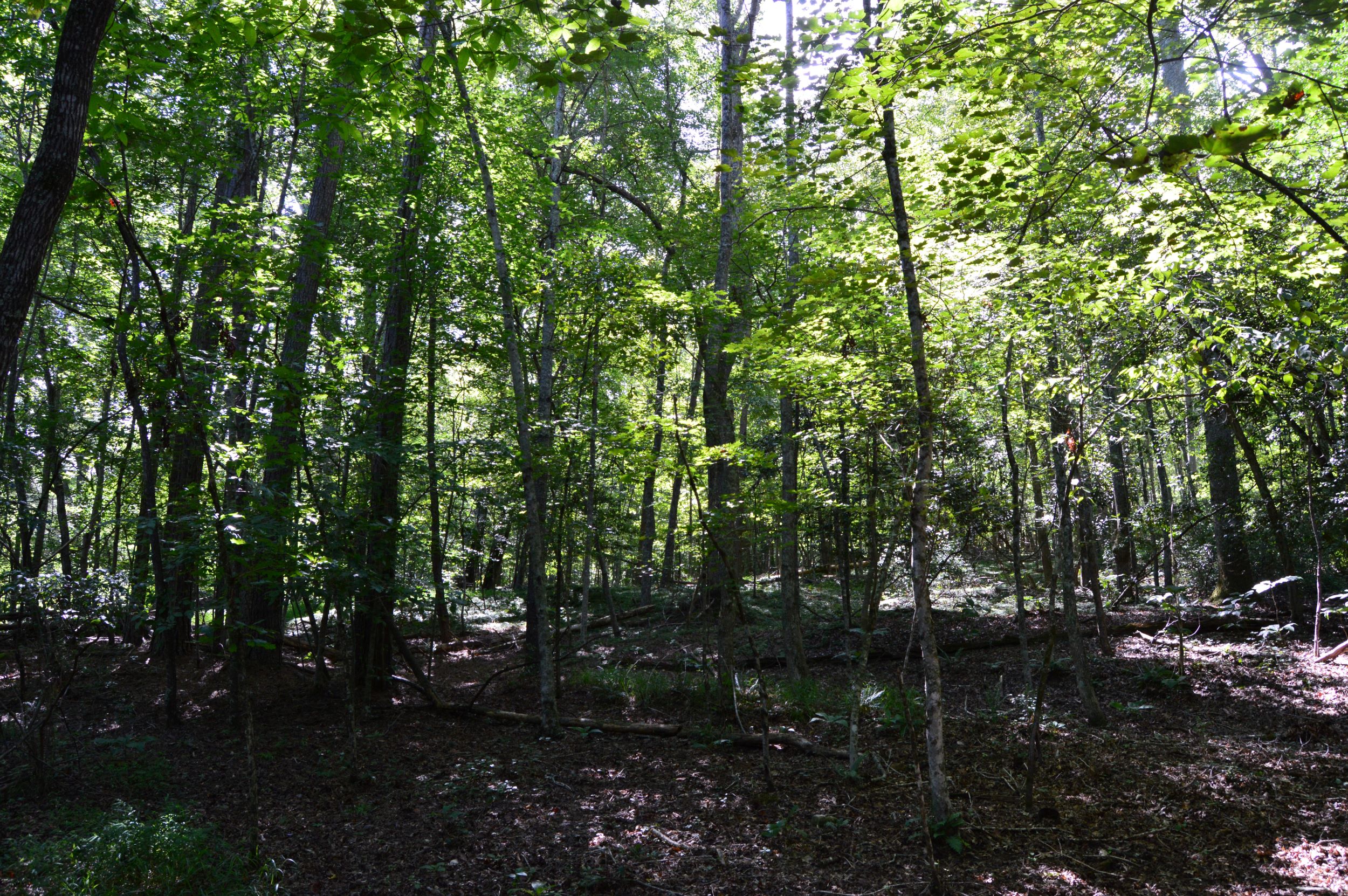 Hwy 8/89 Tract – C
