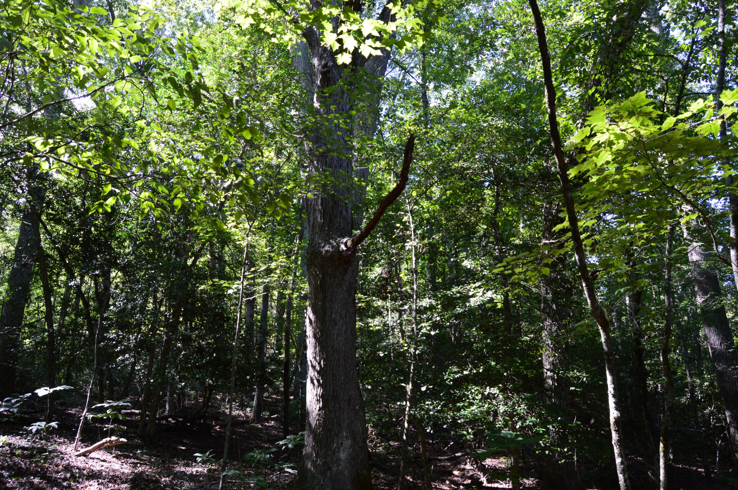 Hwy 8/89 Tract – C
