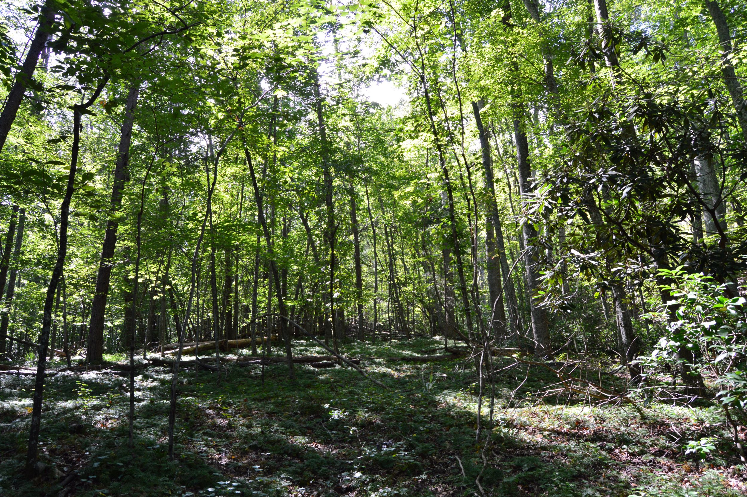 Hwy 8/89 Tract – C