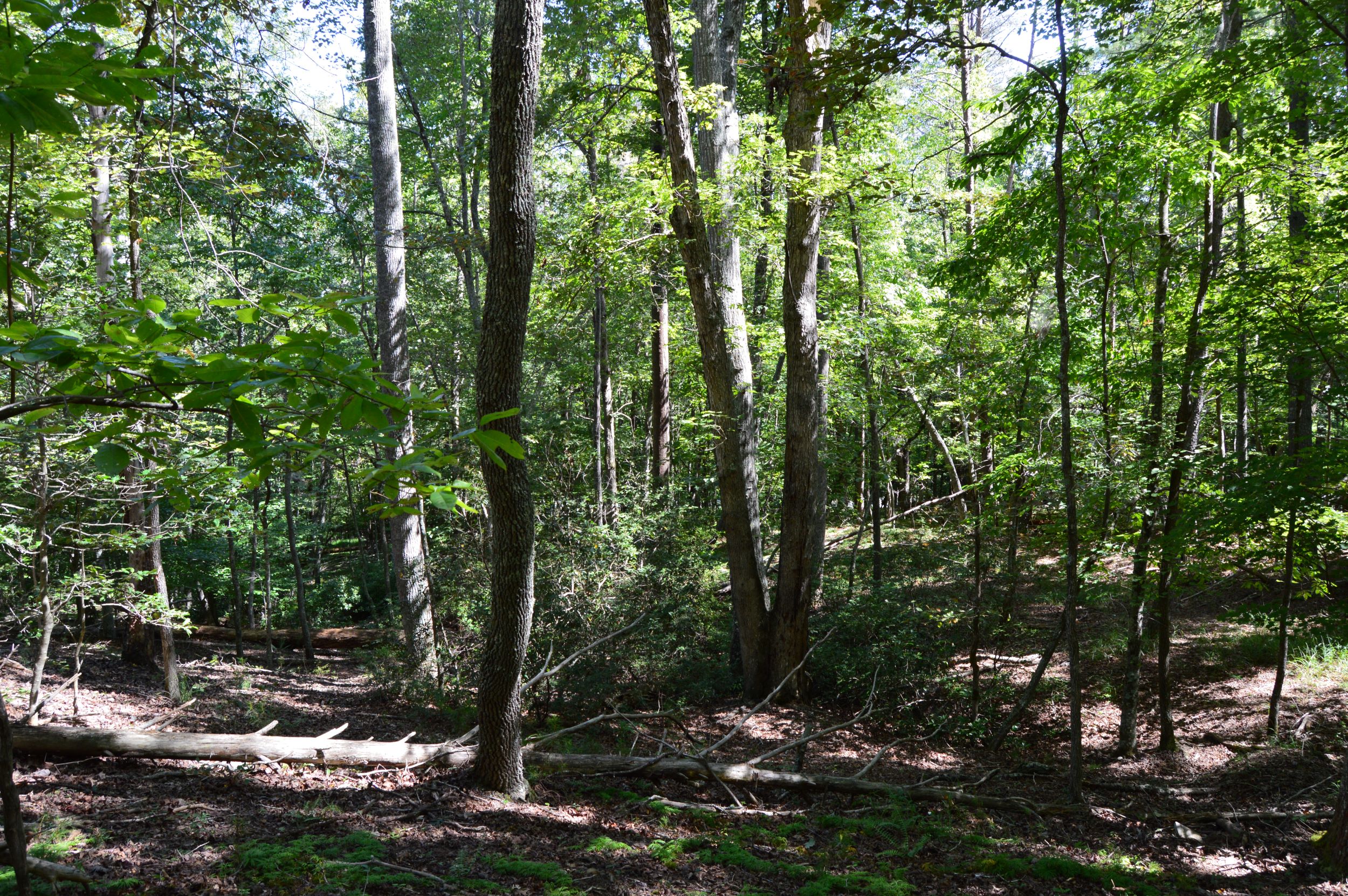 Hwy 8/89 Tract – C