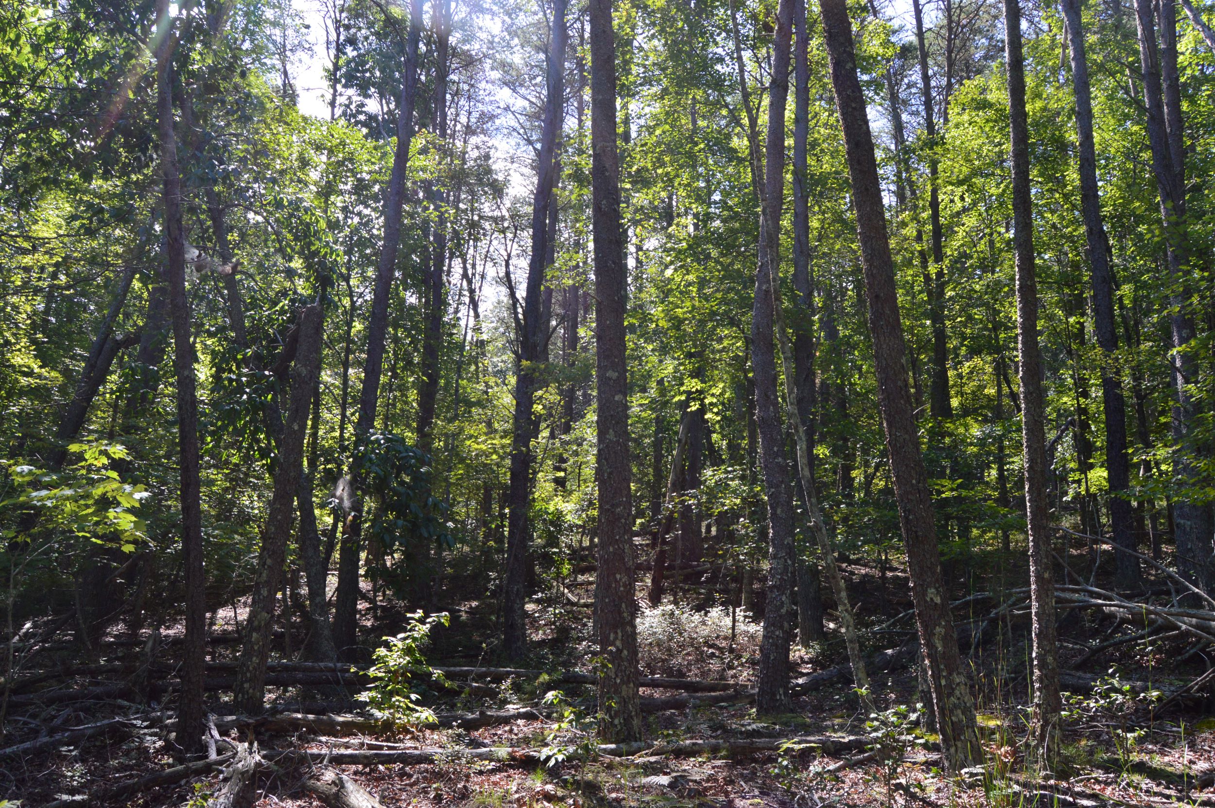 Hwy 8/89 Tract – C