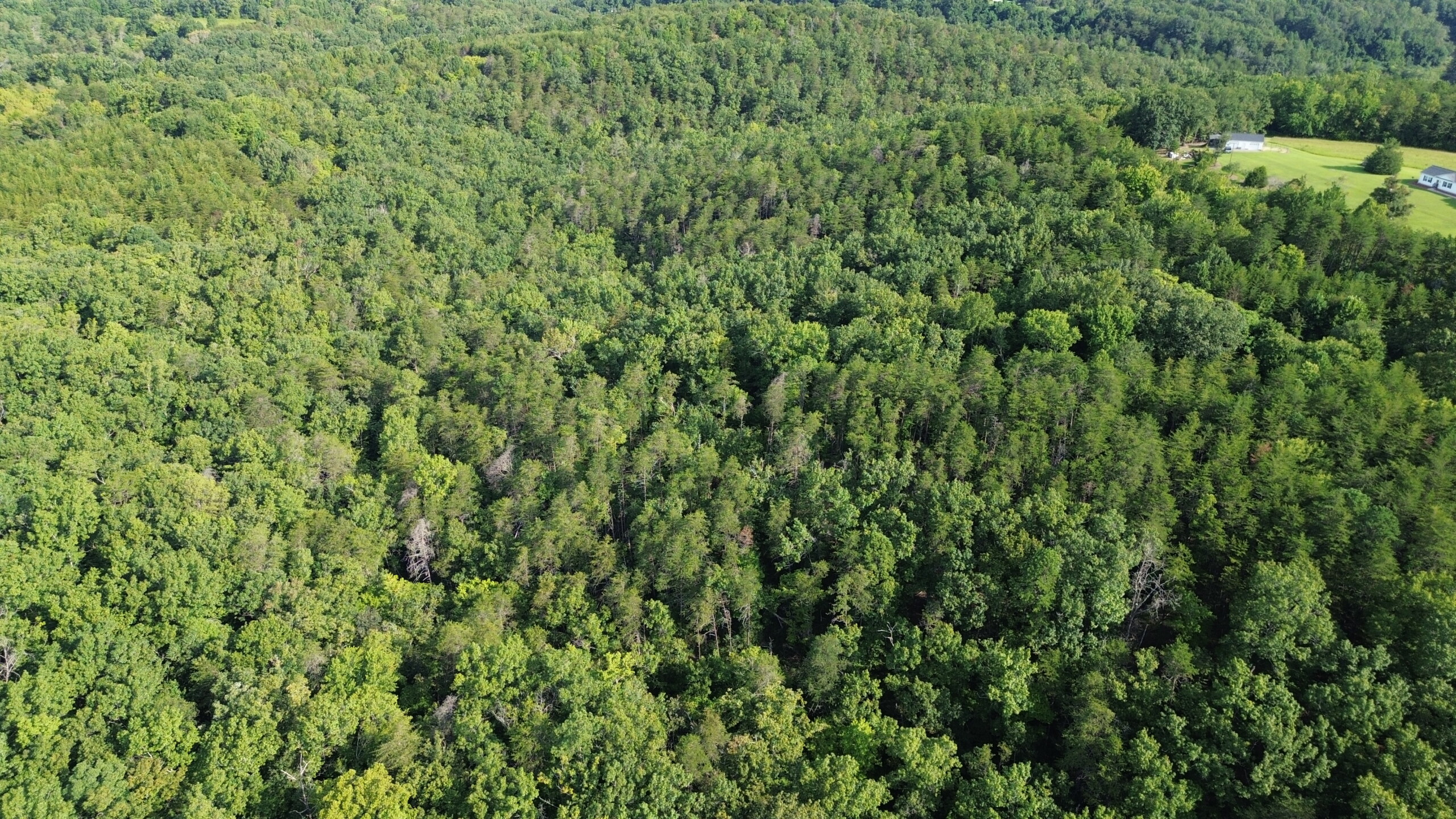 Hanging Rock Forest (Tract E) – 10.8+/- Acres