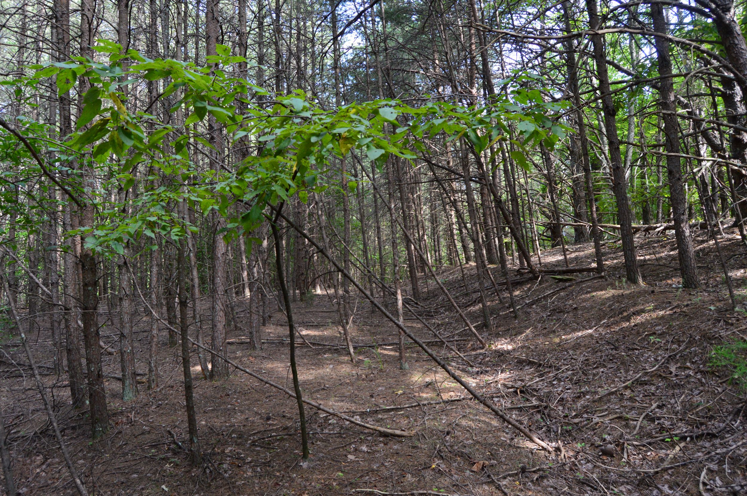 Hanging Rock Forest (Tract E) – 10.8+/- Acres