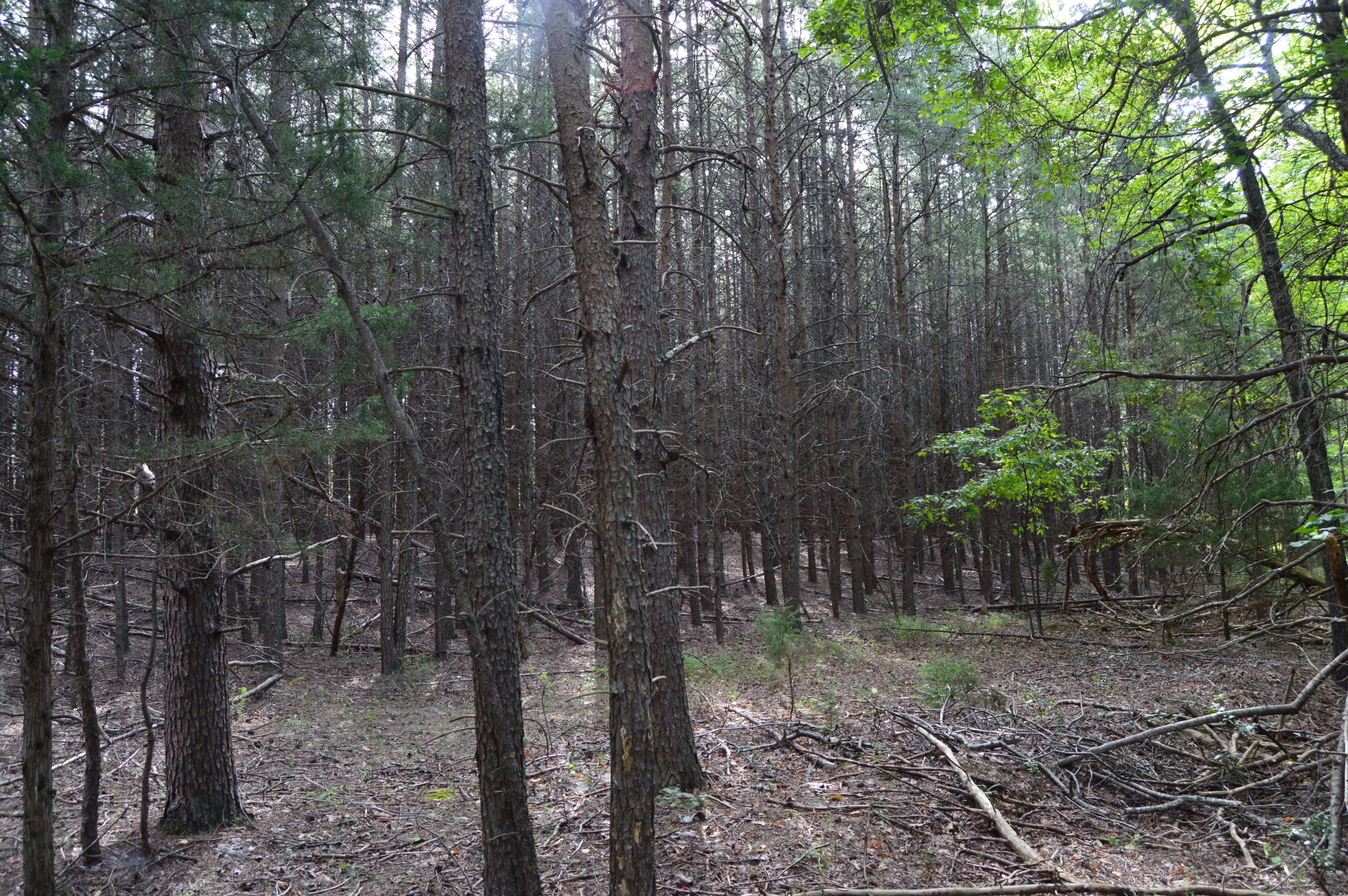 Hanging Rock Forest (Tract E) – 10.8+/- Acres