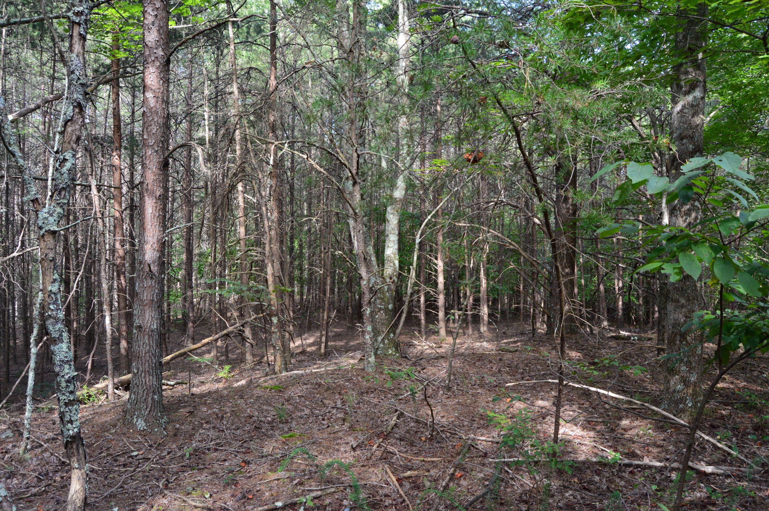 Hanging Rock Forest (Tract E) – 10.8+/- Acres
