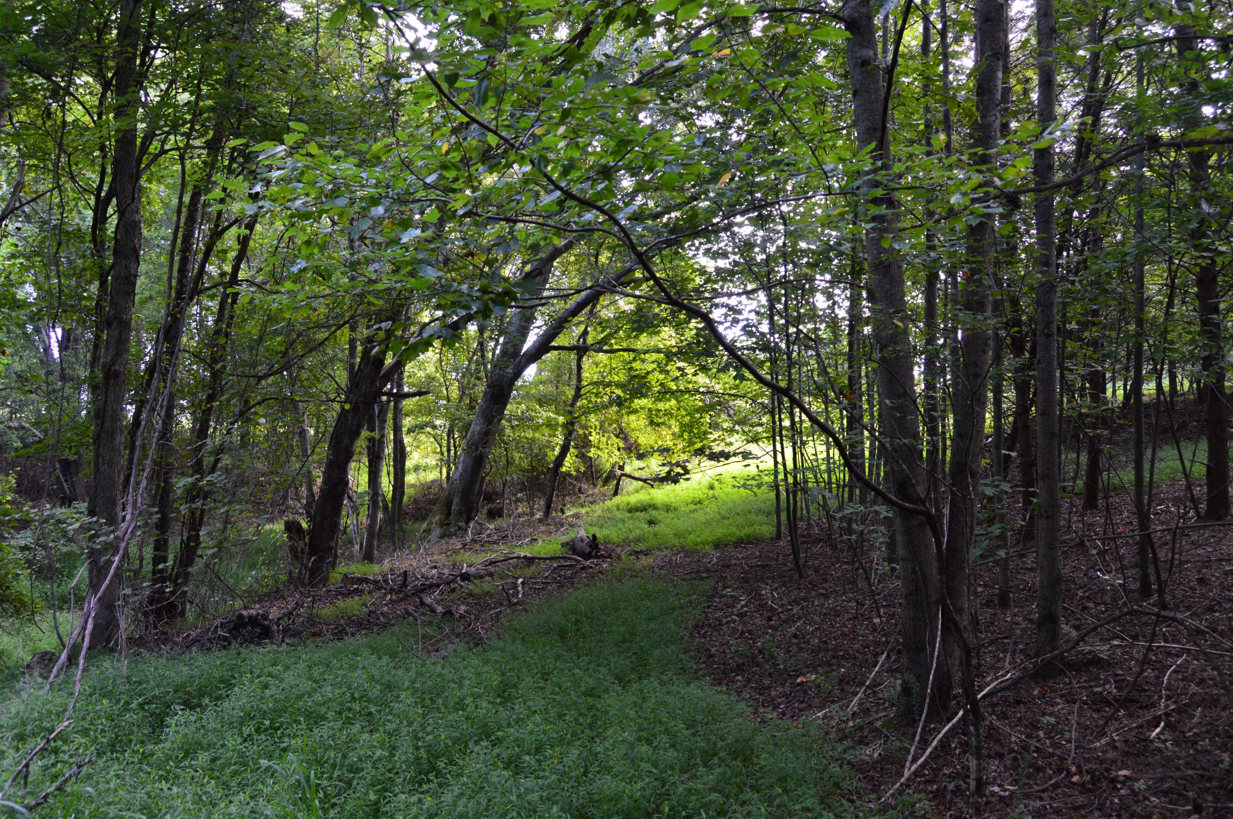 Hanging Rock Forest (Tract E) – 10.8+/- Acres