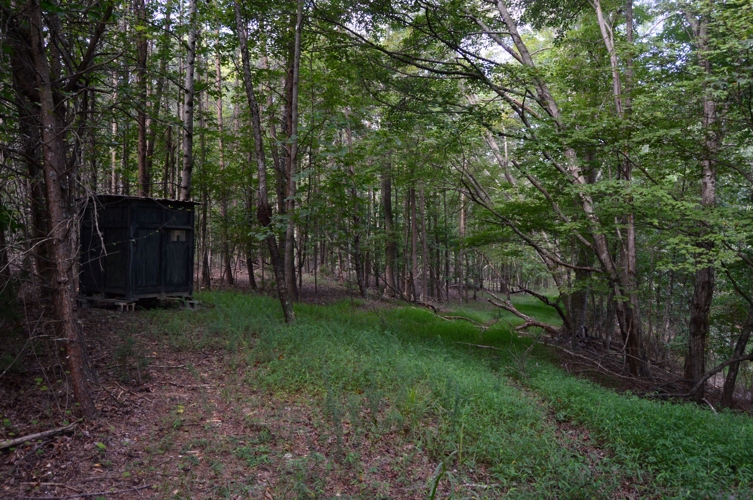 Hanging Rock Forest (Tract E) – 10.8+/- Acres
