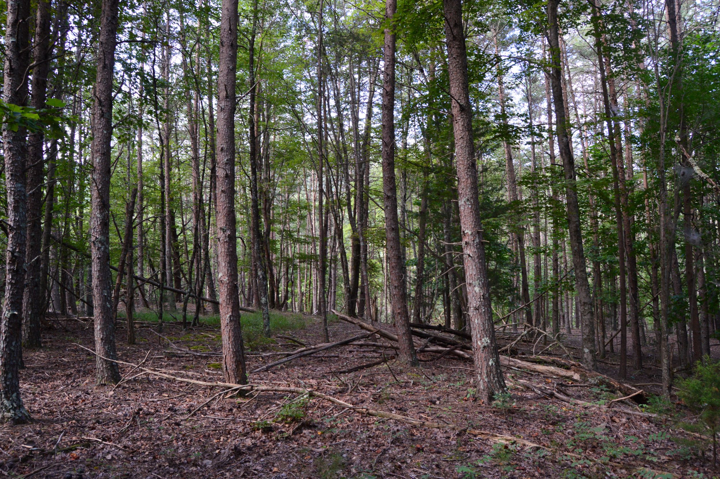 Hanging Rock Forest (Tract E) – 10.8+/- Acres