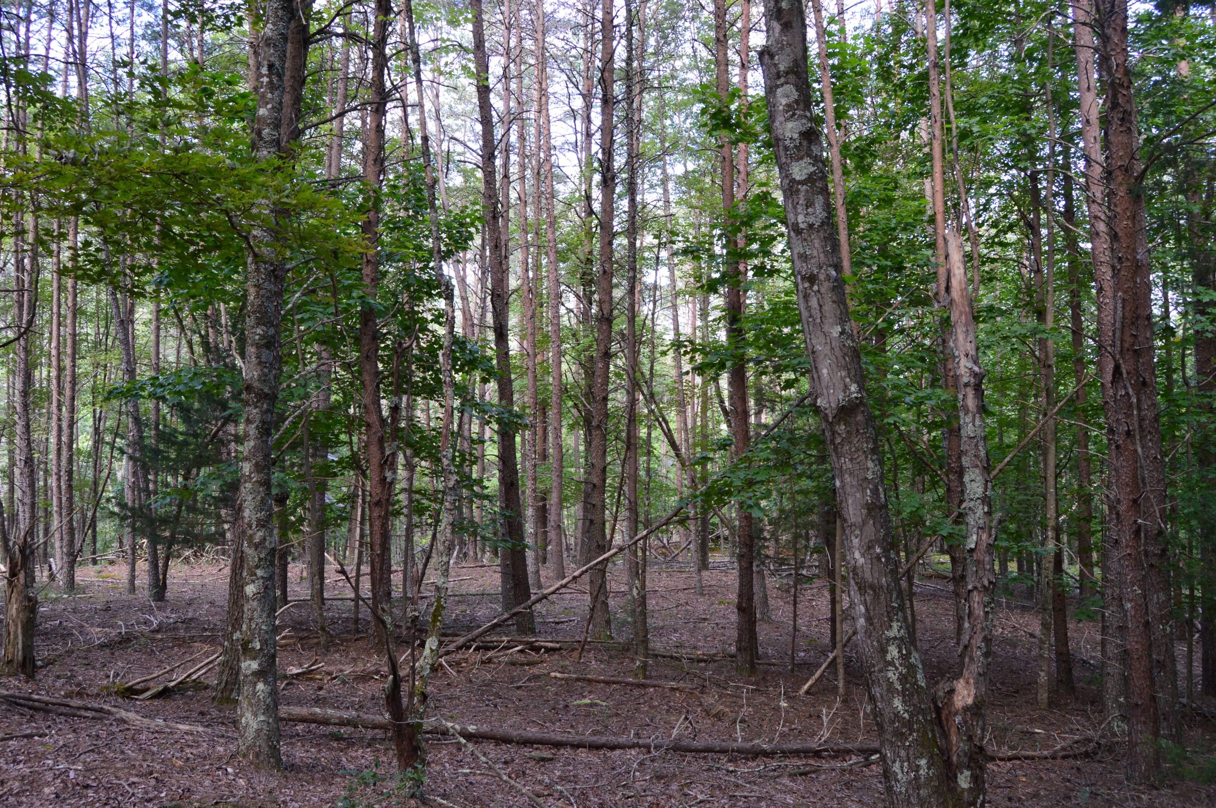 Hanging Rock Forest (Tract E) – 10.8+/- Acres