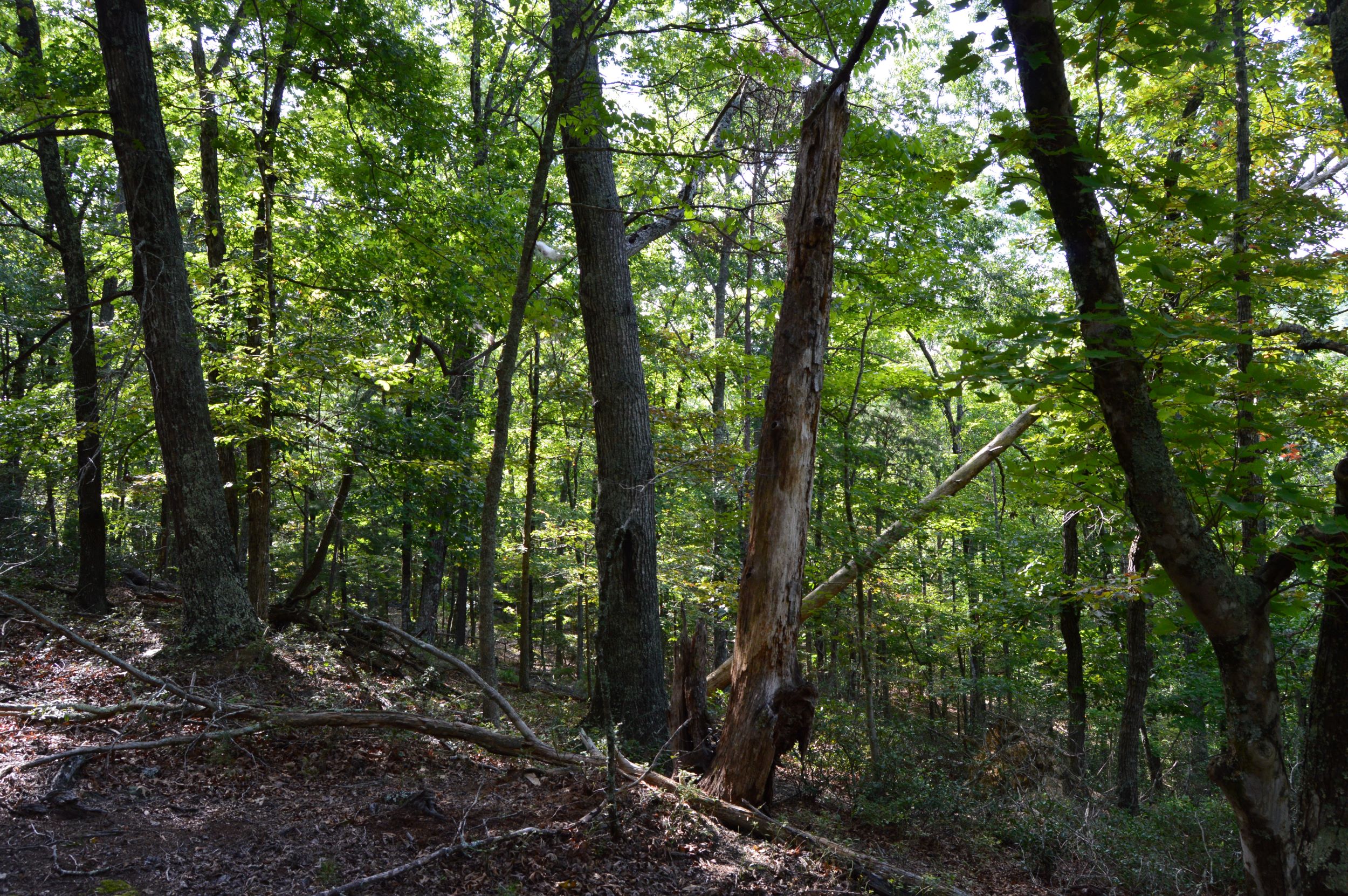 Hanging Rock Forest (Tract E) – 10.8+/- Acres