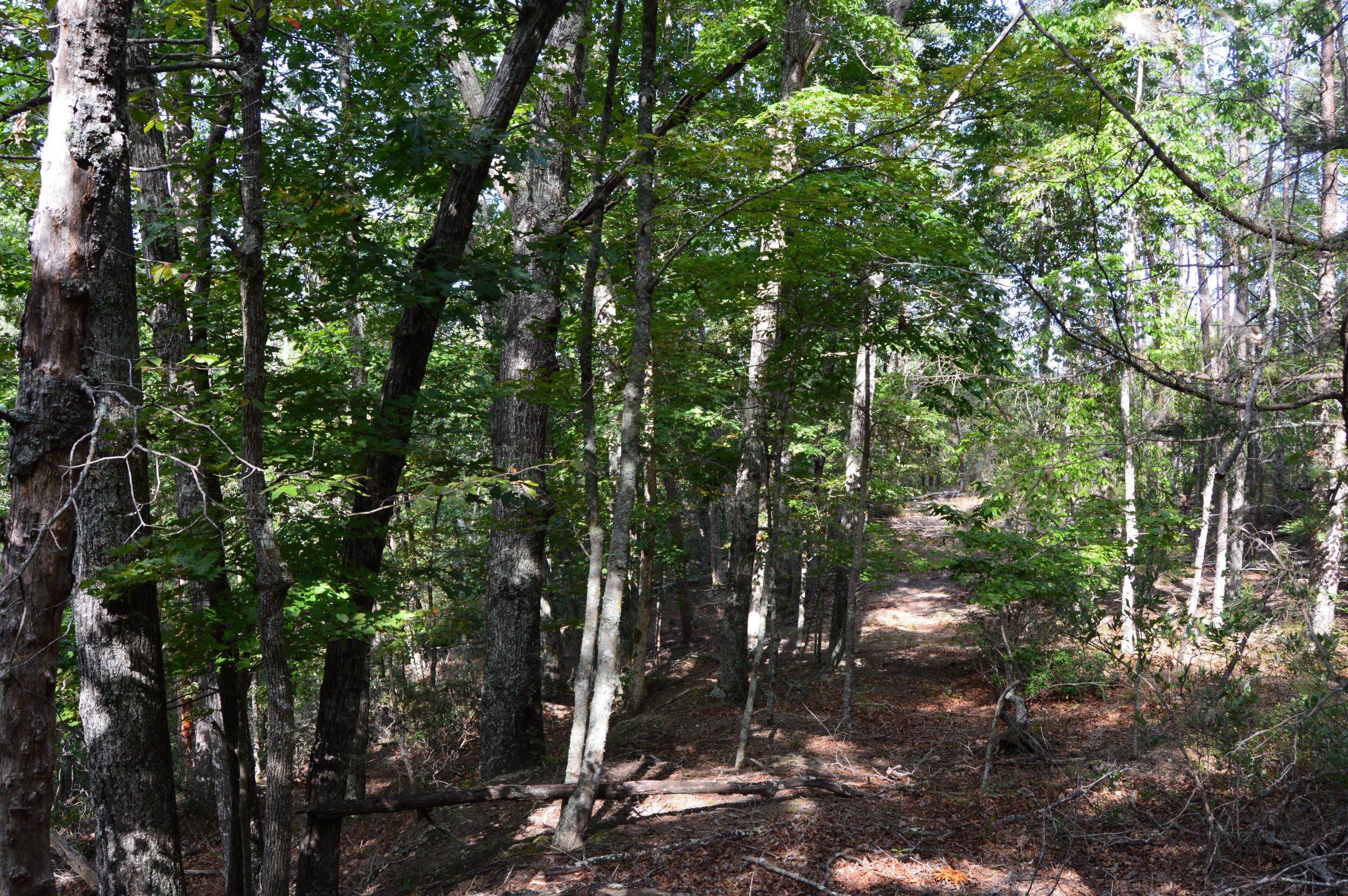 Hanging Rock Forest (Tract E) – 10.8+/- Acres