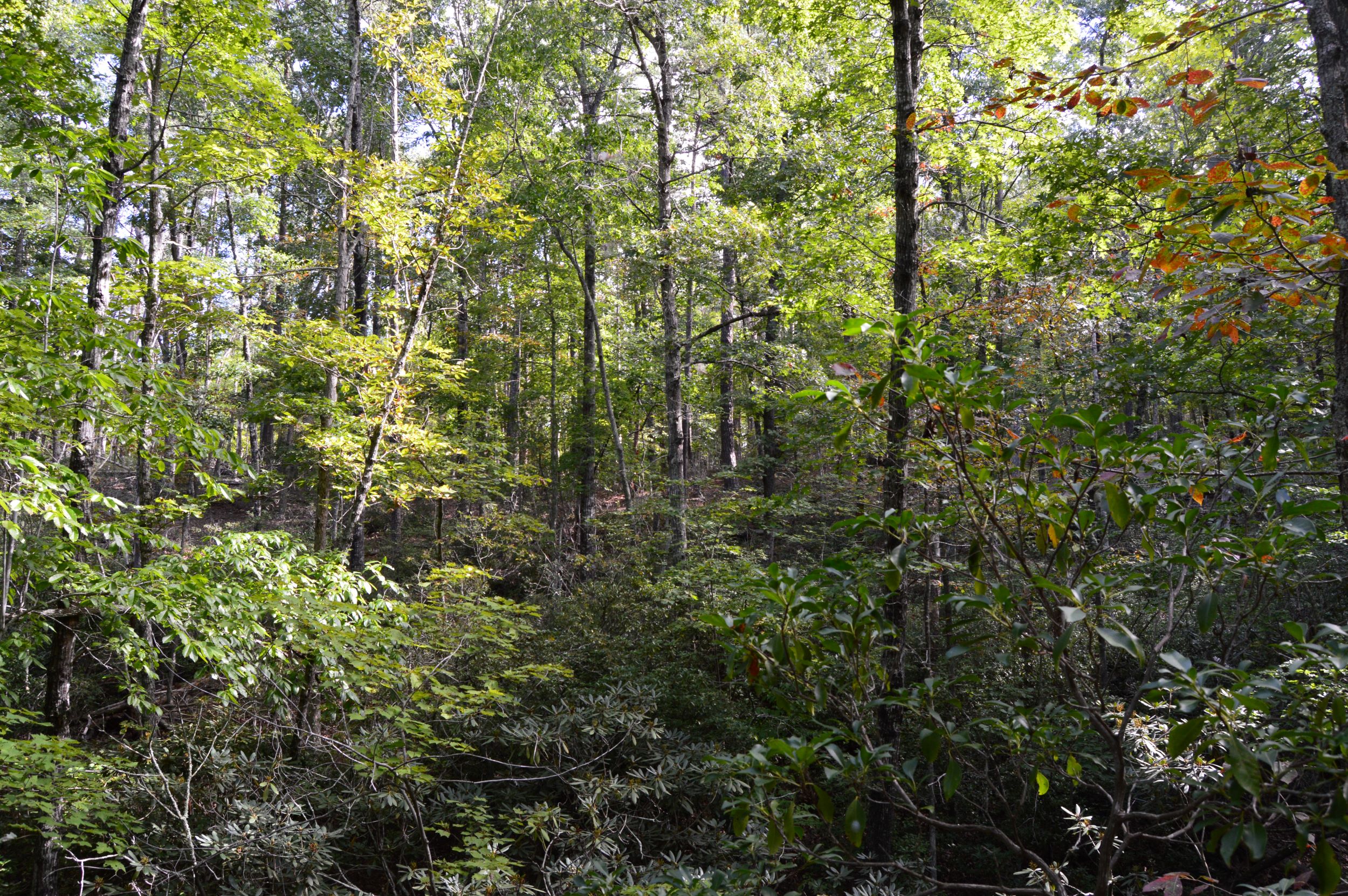 Hanging Rock Forest (Tract E) – 10.8+/- Acres
