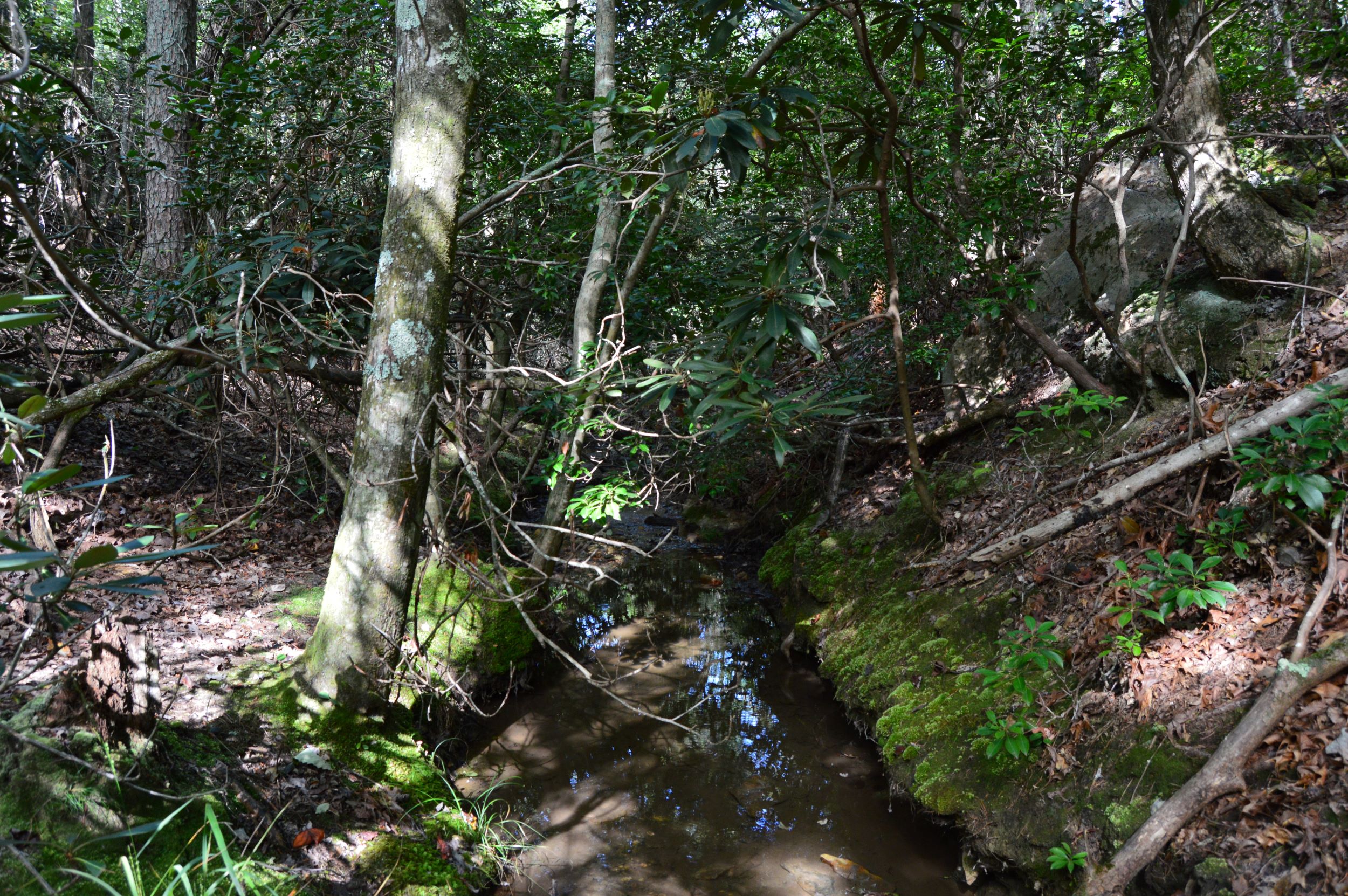 Hanging Rock Forest (Tract E) – 10.8+/- Acres