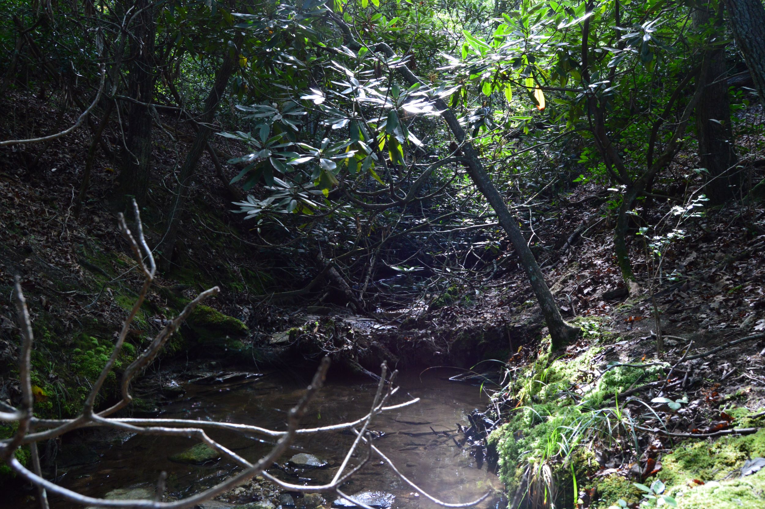 Hanging Rock Forest (Tract E) – 10.8+/- Acres