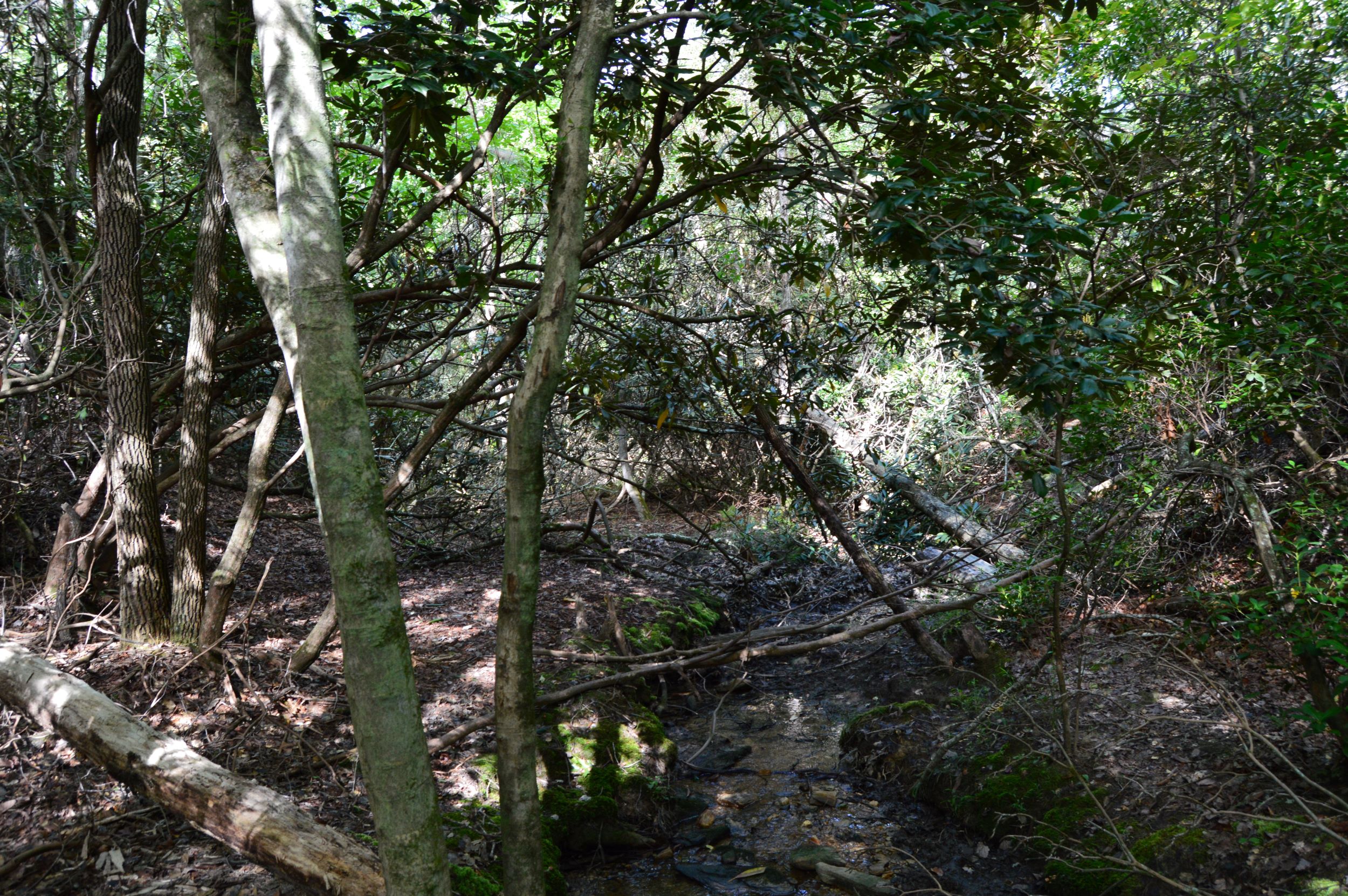 Hanging Rock Forest (Tract E) – 10.8+/- Acres