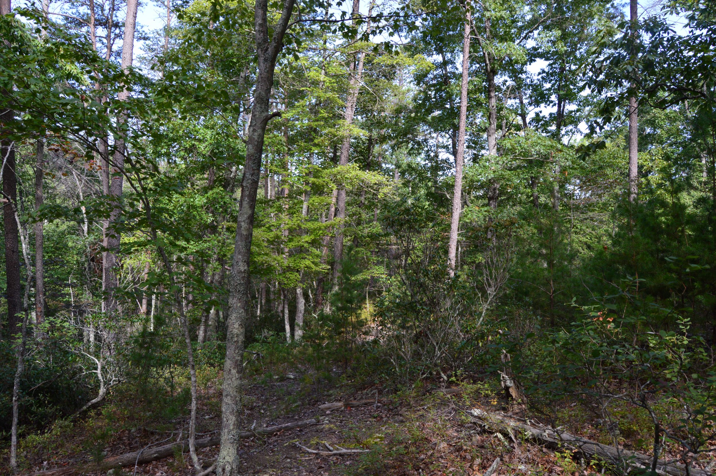 Hanging Rock Forest (Tract E) – 10.8+/- Acres