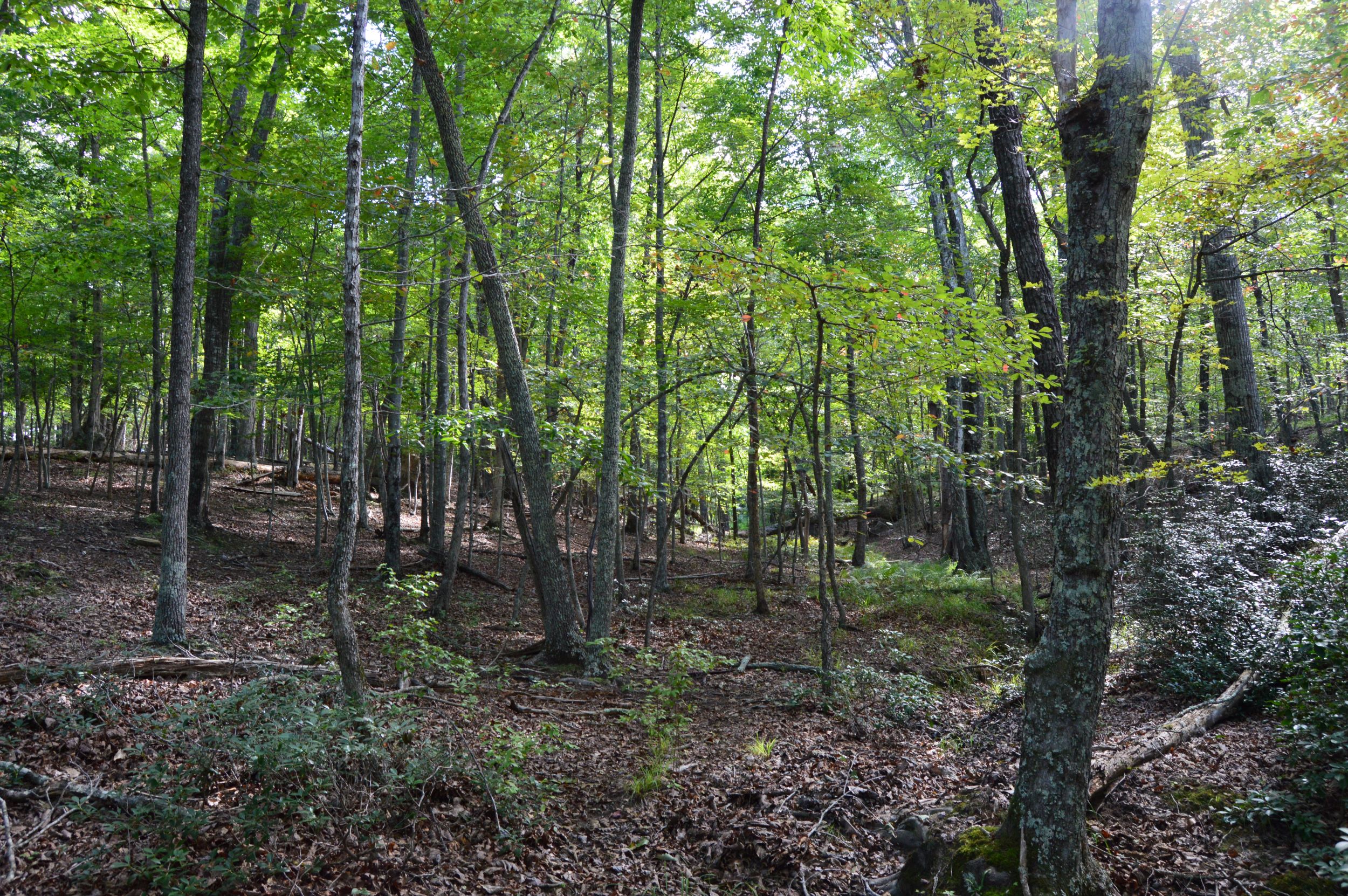 Hanging Rock Forest (Tract D) – 14+/- Acres
