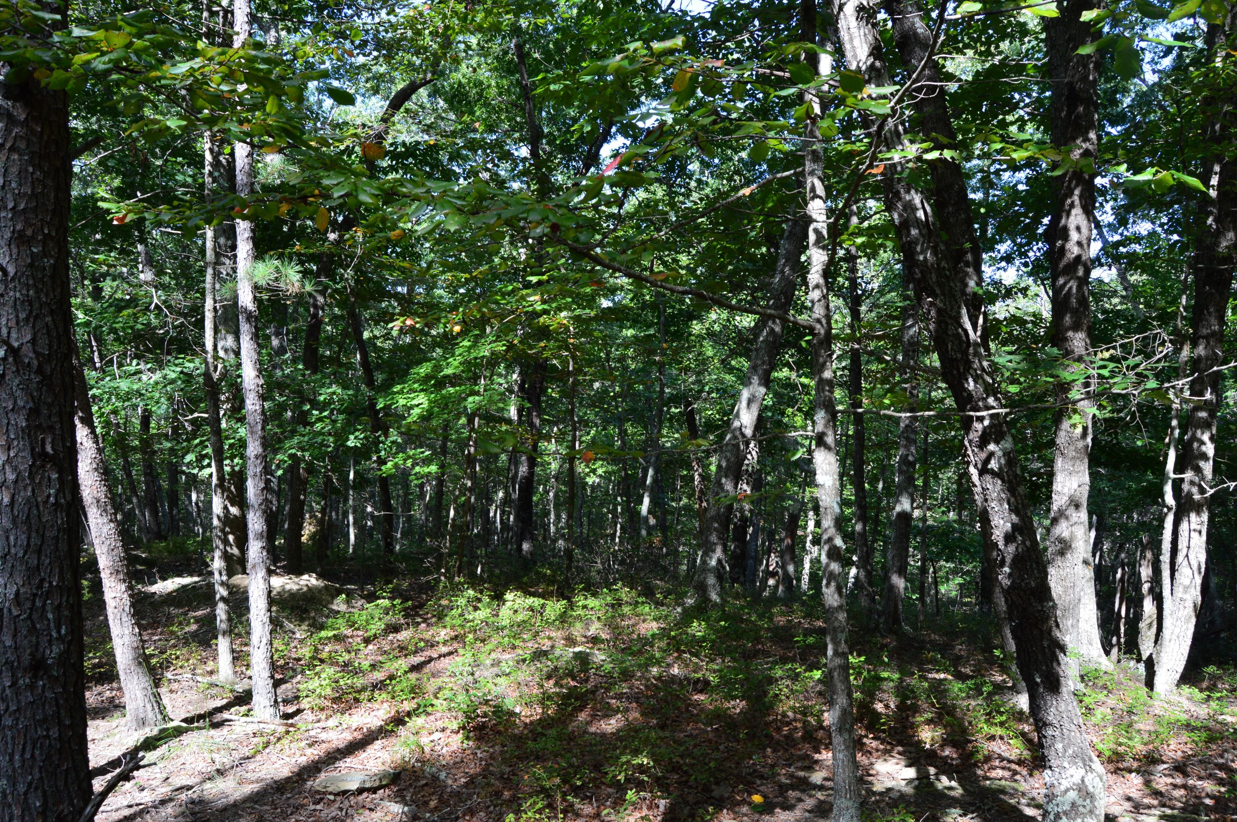 DSC_0027 Hanging Rock Forest (Tract D) – 14+/- Acres