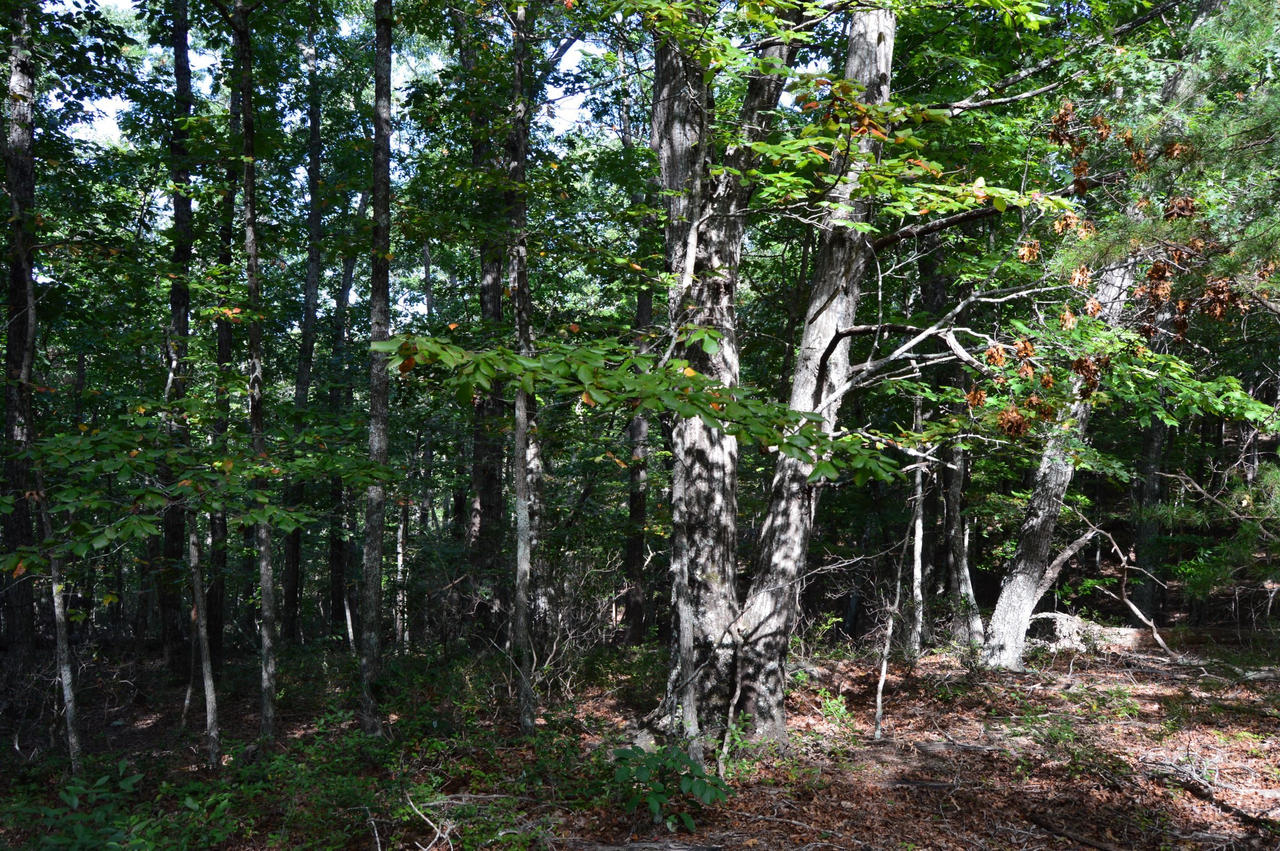 DSC_0028 Hanging Rock Forest (Tract D) – 14+/- Acres