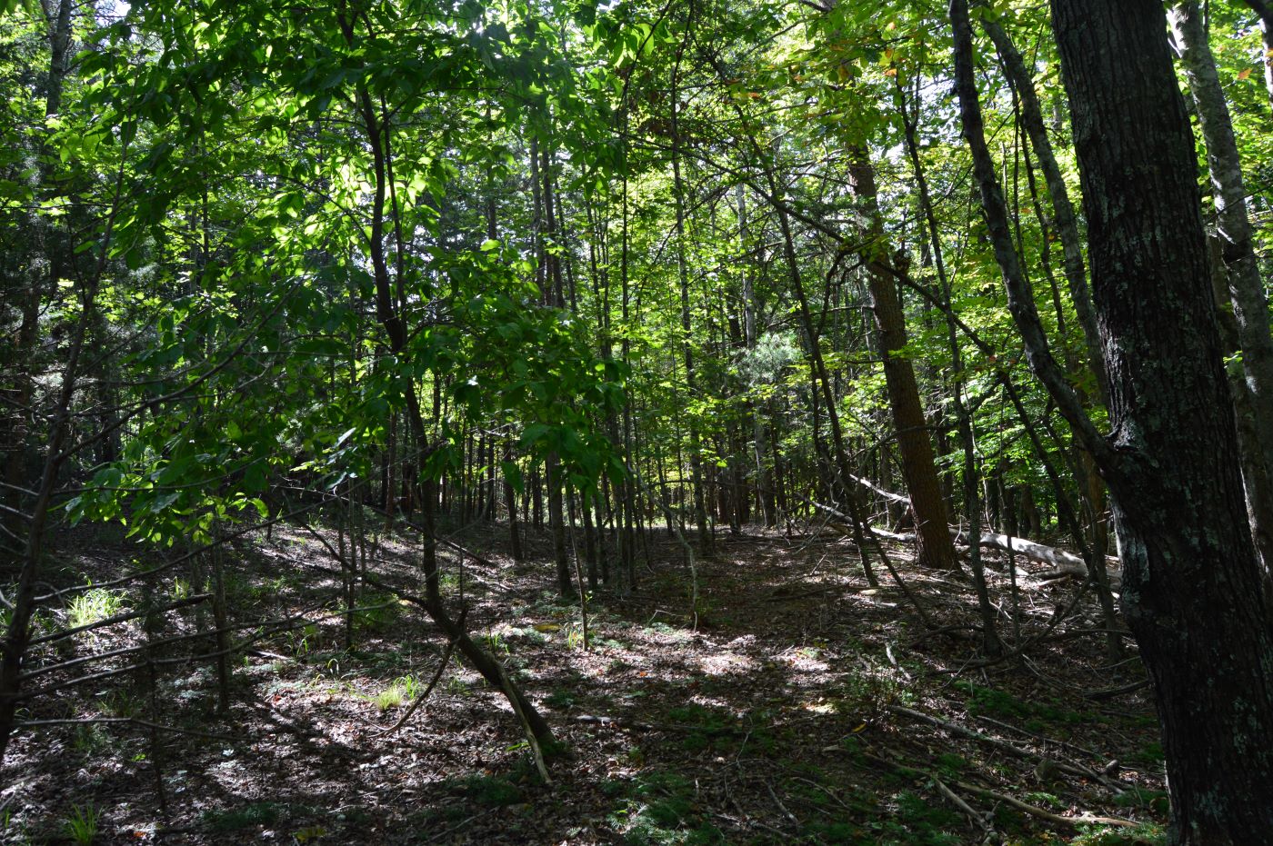 DSC_0029 Hanging Rock Forest (Tract D) – 14+/- Acres