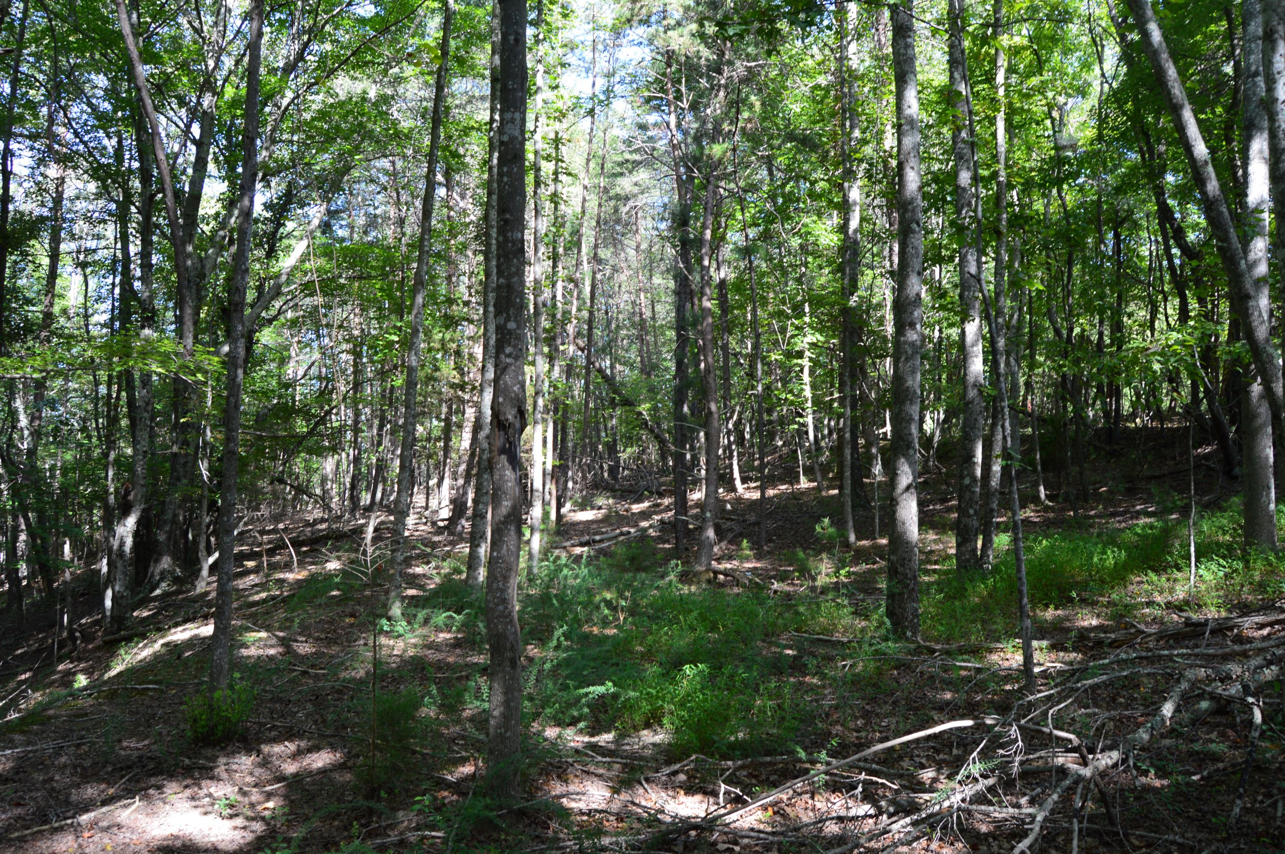 DSC_0030 Hanging Rock Forest (Tract D) – 14+/- Acres