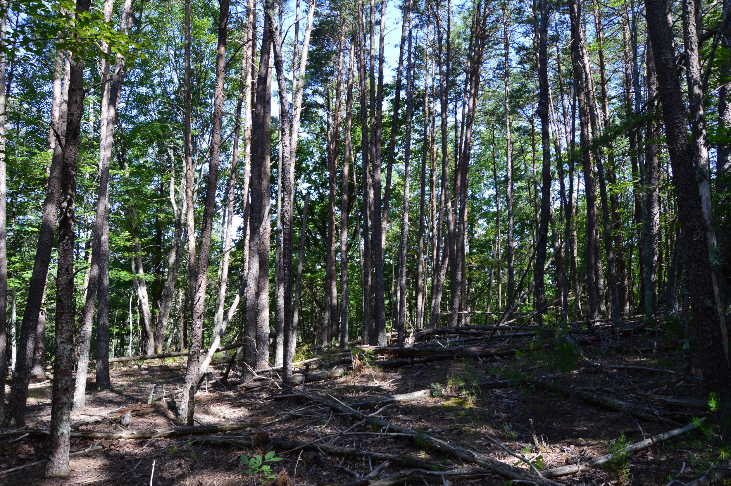 DSC_0031 Hanging Rock Forest (Tract D) – 14+/- Acres