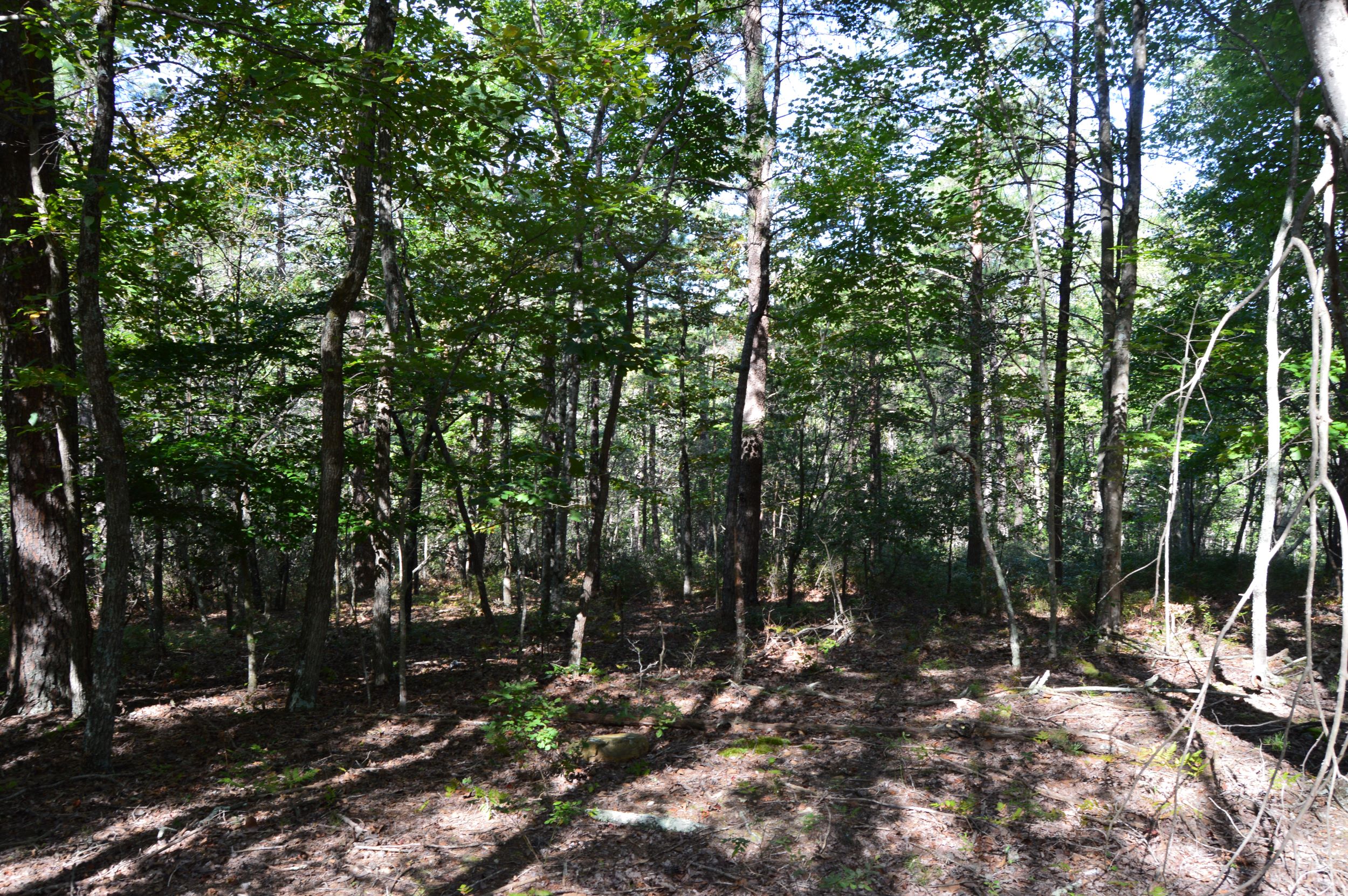 DSC_0032 Hanging Rock Forest (Tract D) – 14+/- Acres