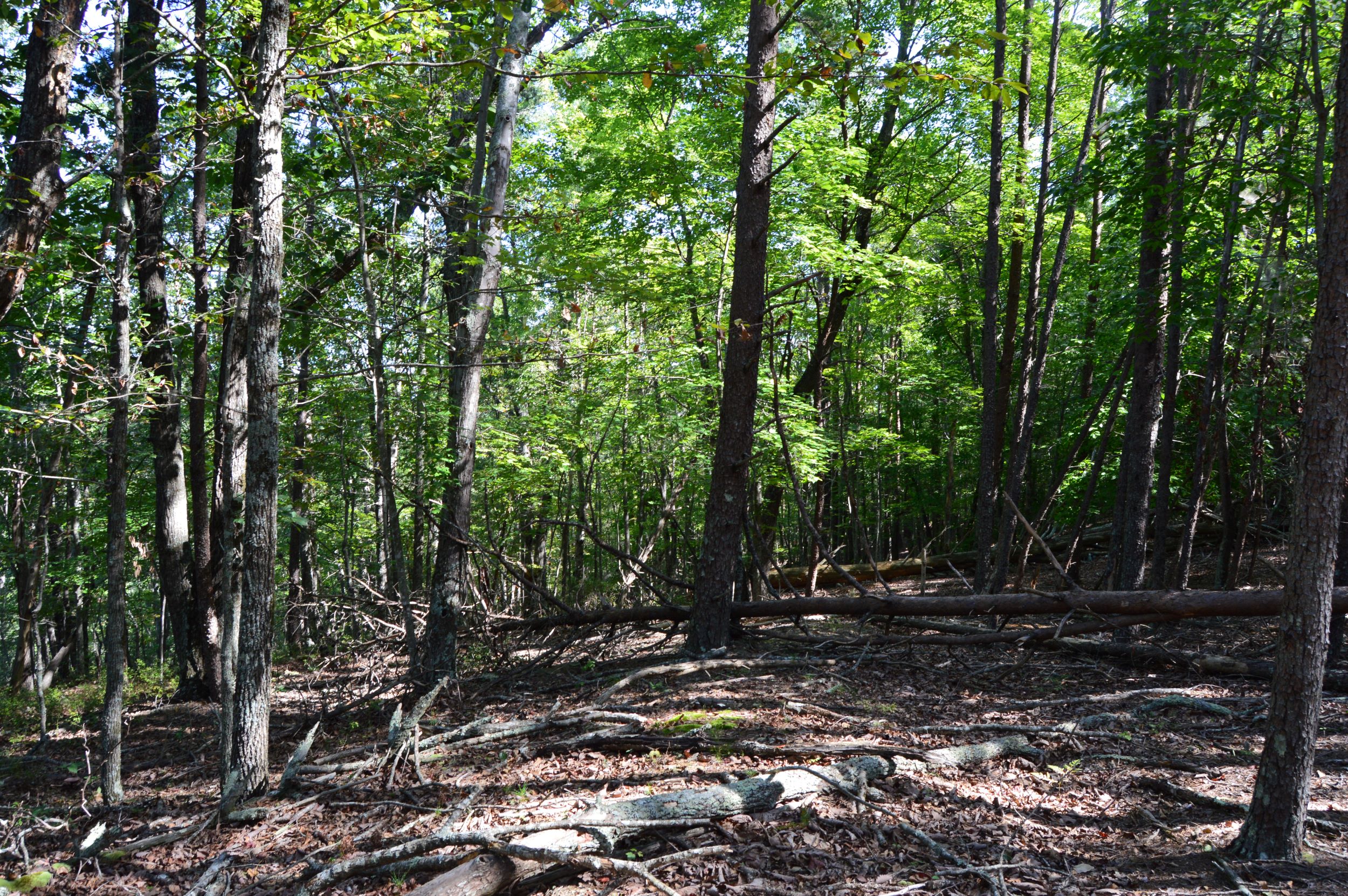 DSC_0033 Hanging Rock Forest (Tract D) – 14+/- Acres