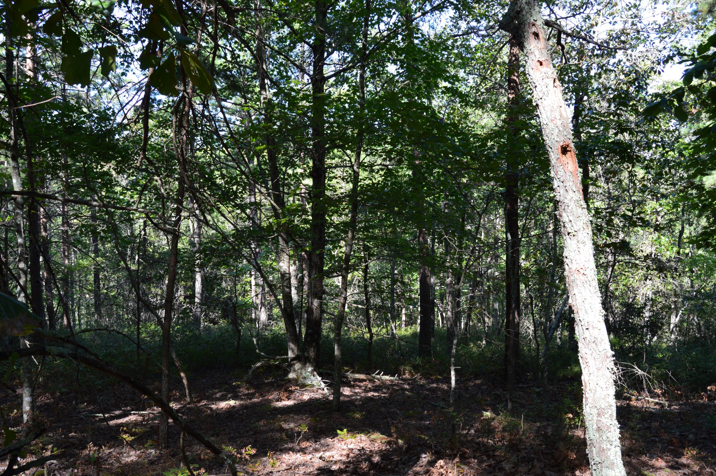DSC_0034 Hanging Rock Forest (Tract D) – 14+/- Acres