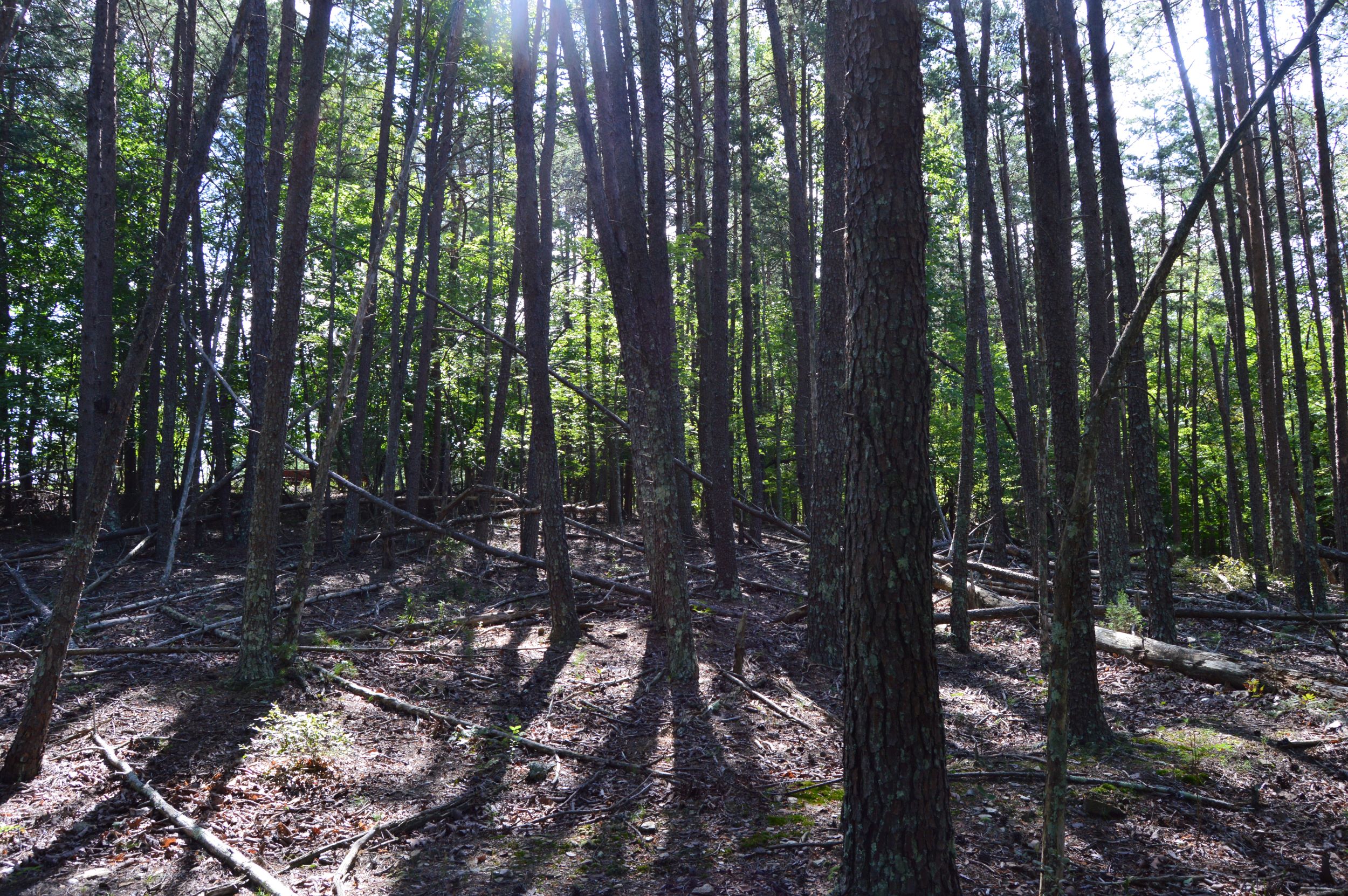 DSC_0035 Hanging Rock Forest (Tract D) – 14+/- Acres