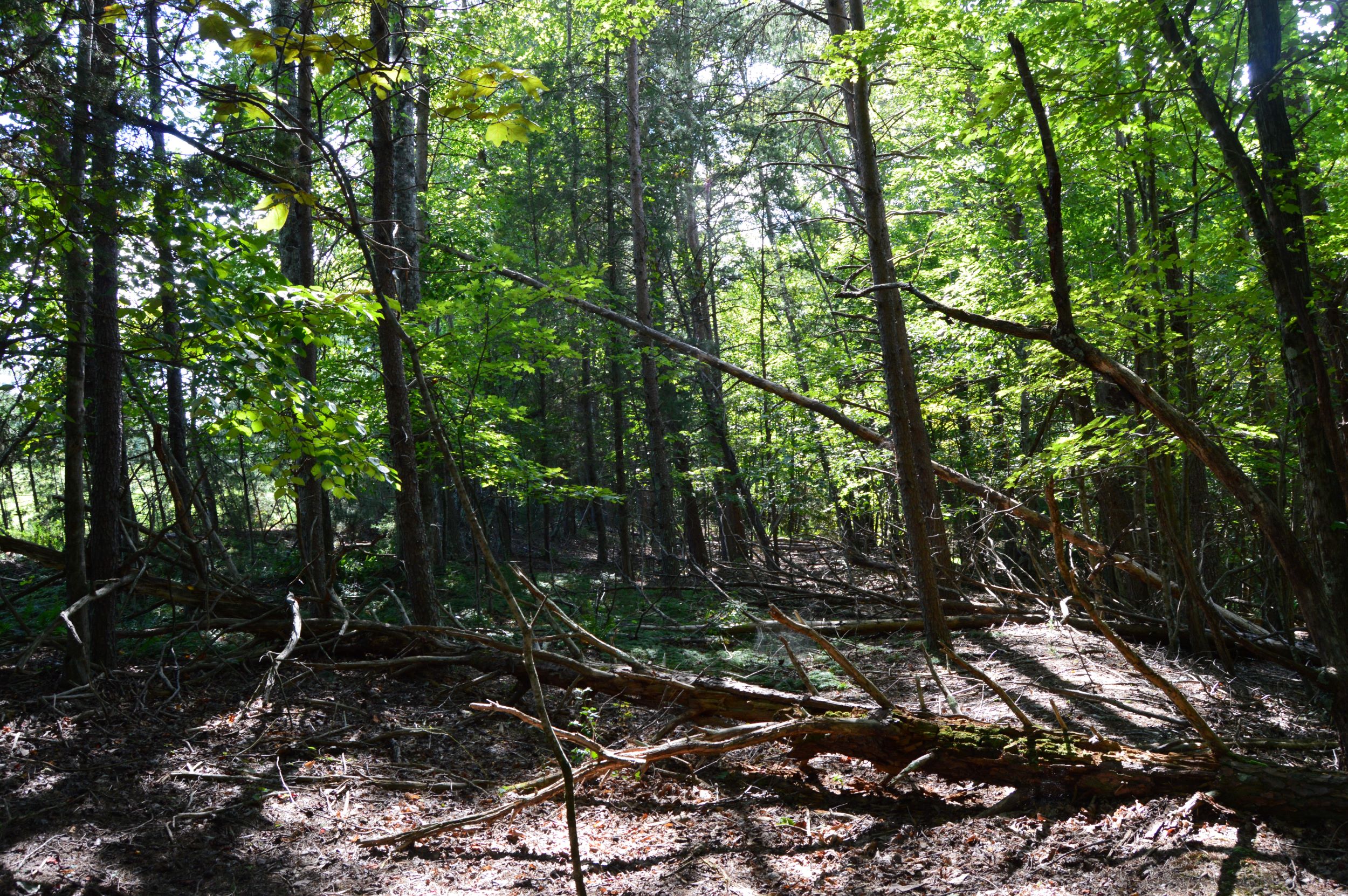 DSC_0036 Hanging Rock Forest (Tract D) – 14+/- Acres