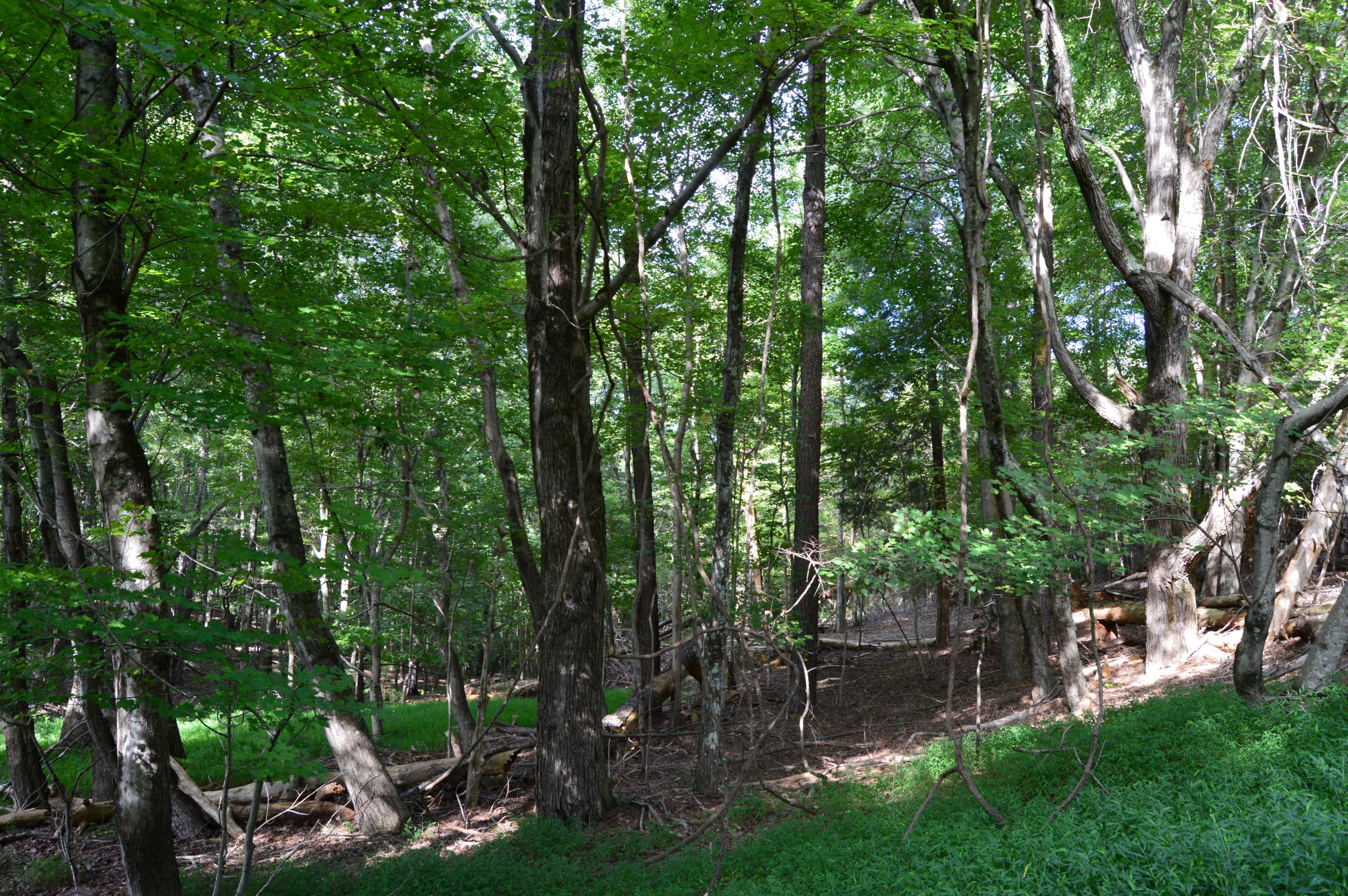Hanging Rock Forest (Tract F) – 11.4+/- Acres