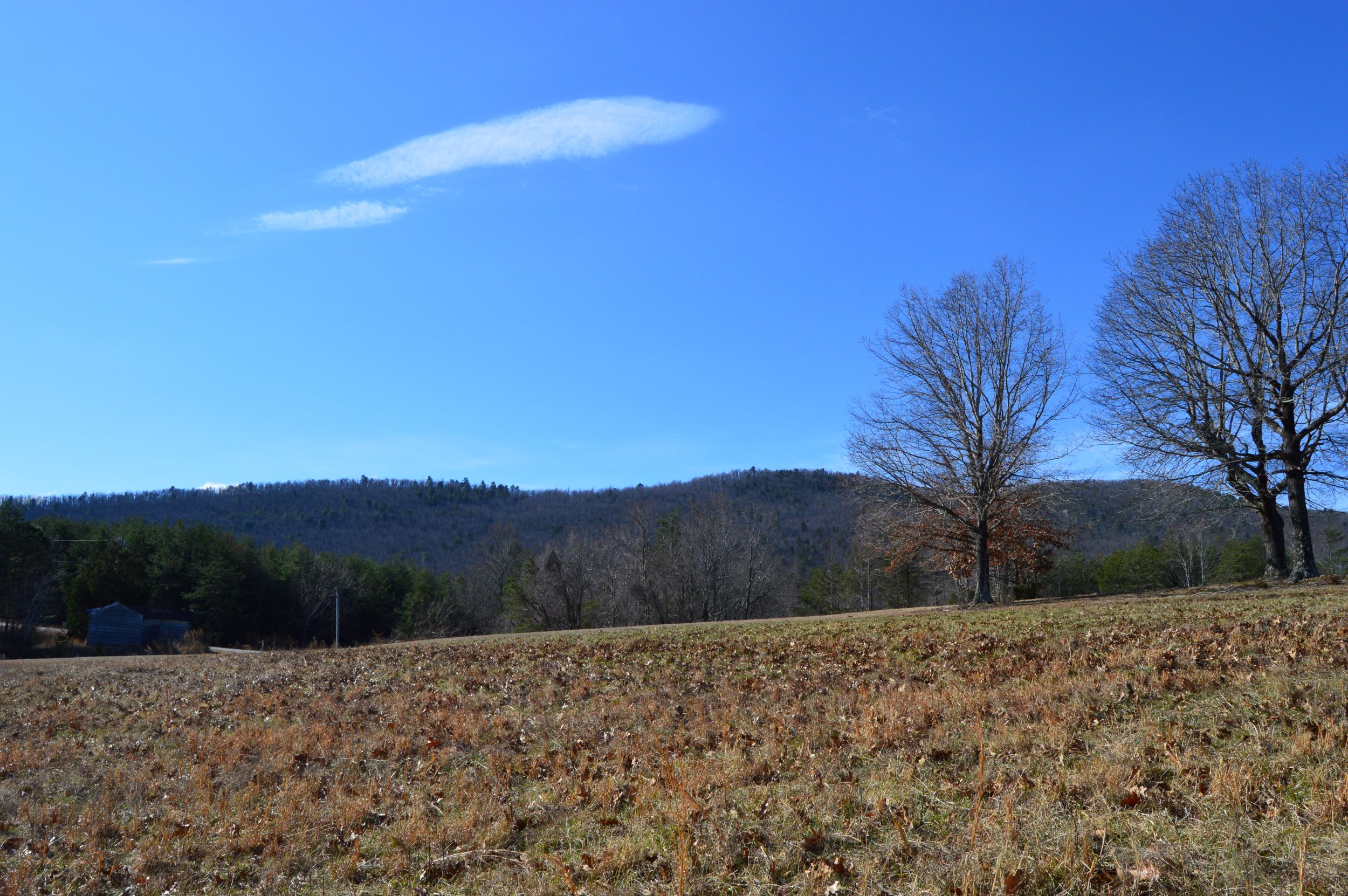 Hanging Rock Forest – Tract G