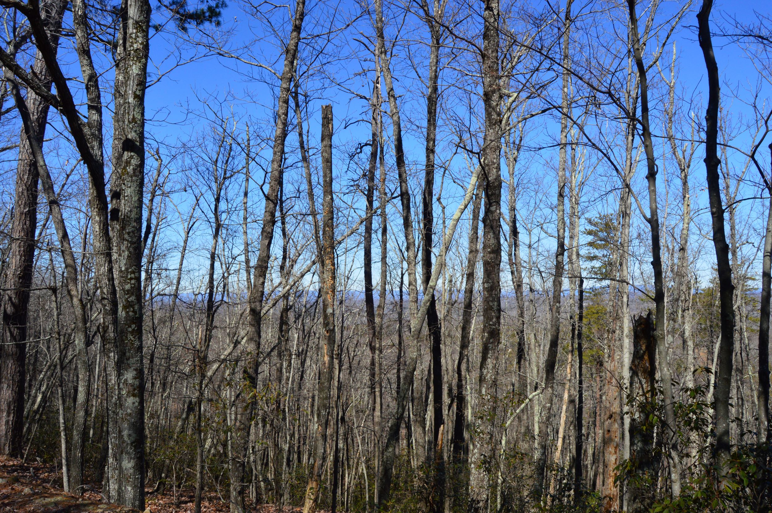 Hanging Rock Park Rd