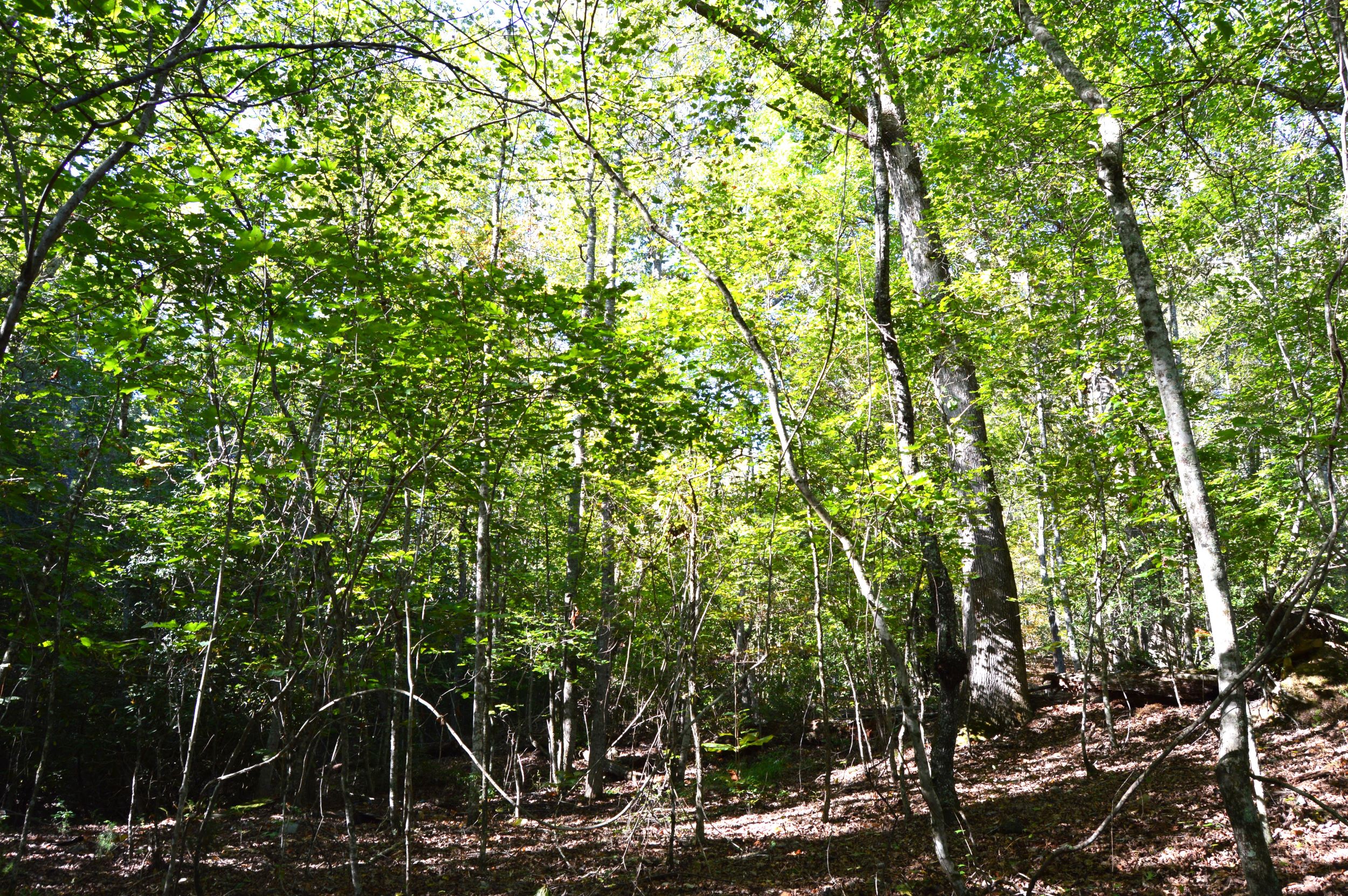 Taylor Lake Tract – 97 AC
