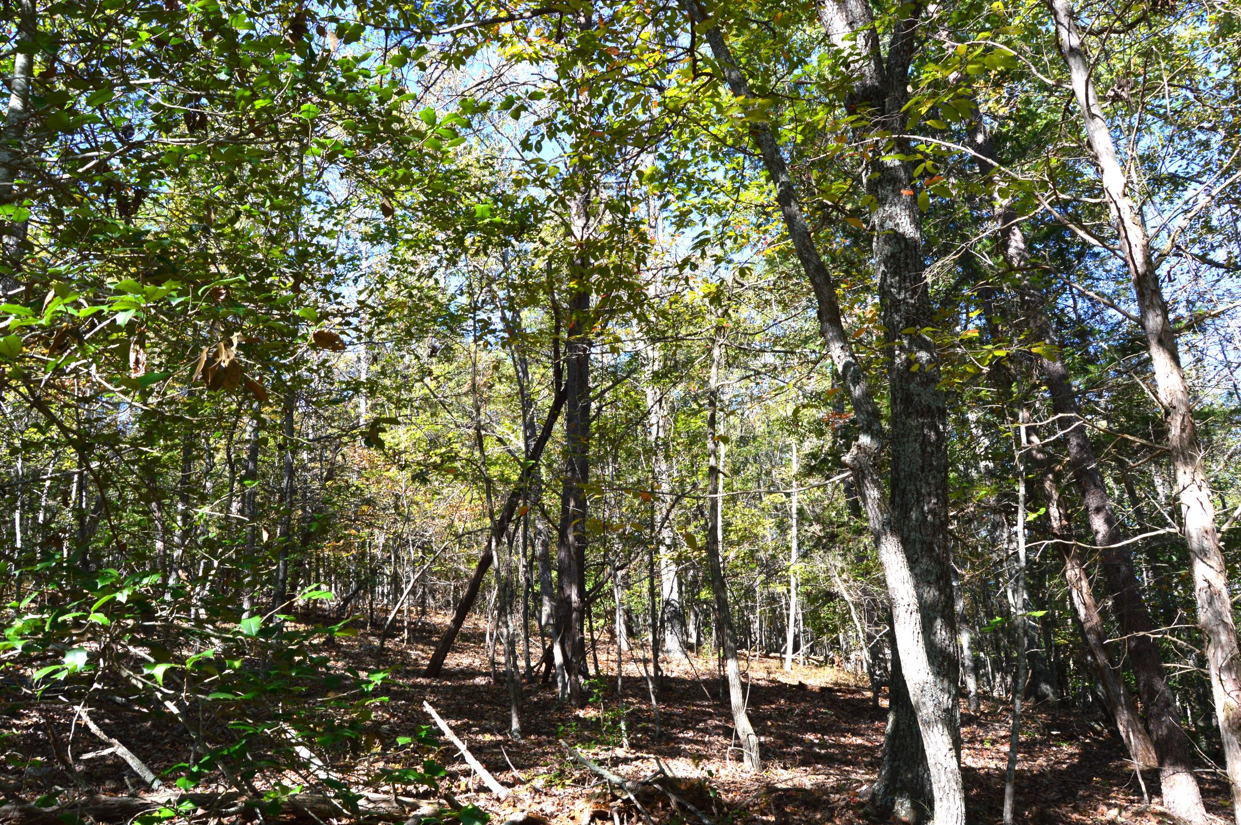 Taylor Lake Tract – 97 AC