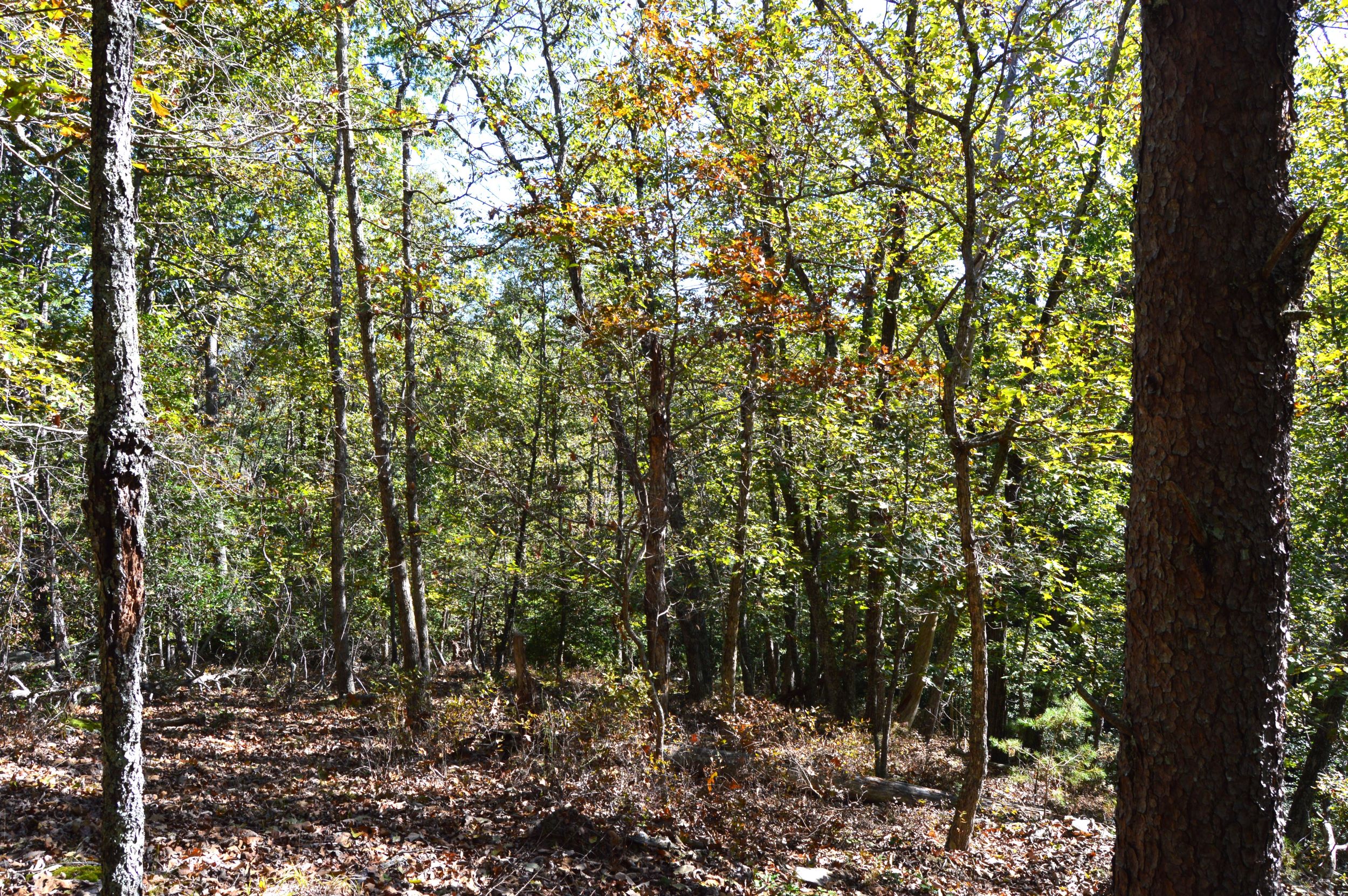 Taylor Lake Tract – 97 AC