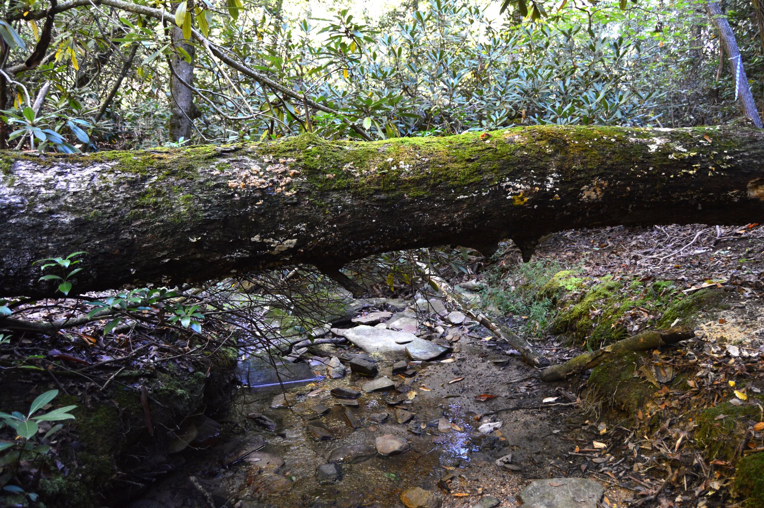 Taylor Lake Tract – 97 AC