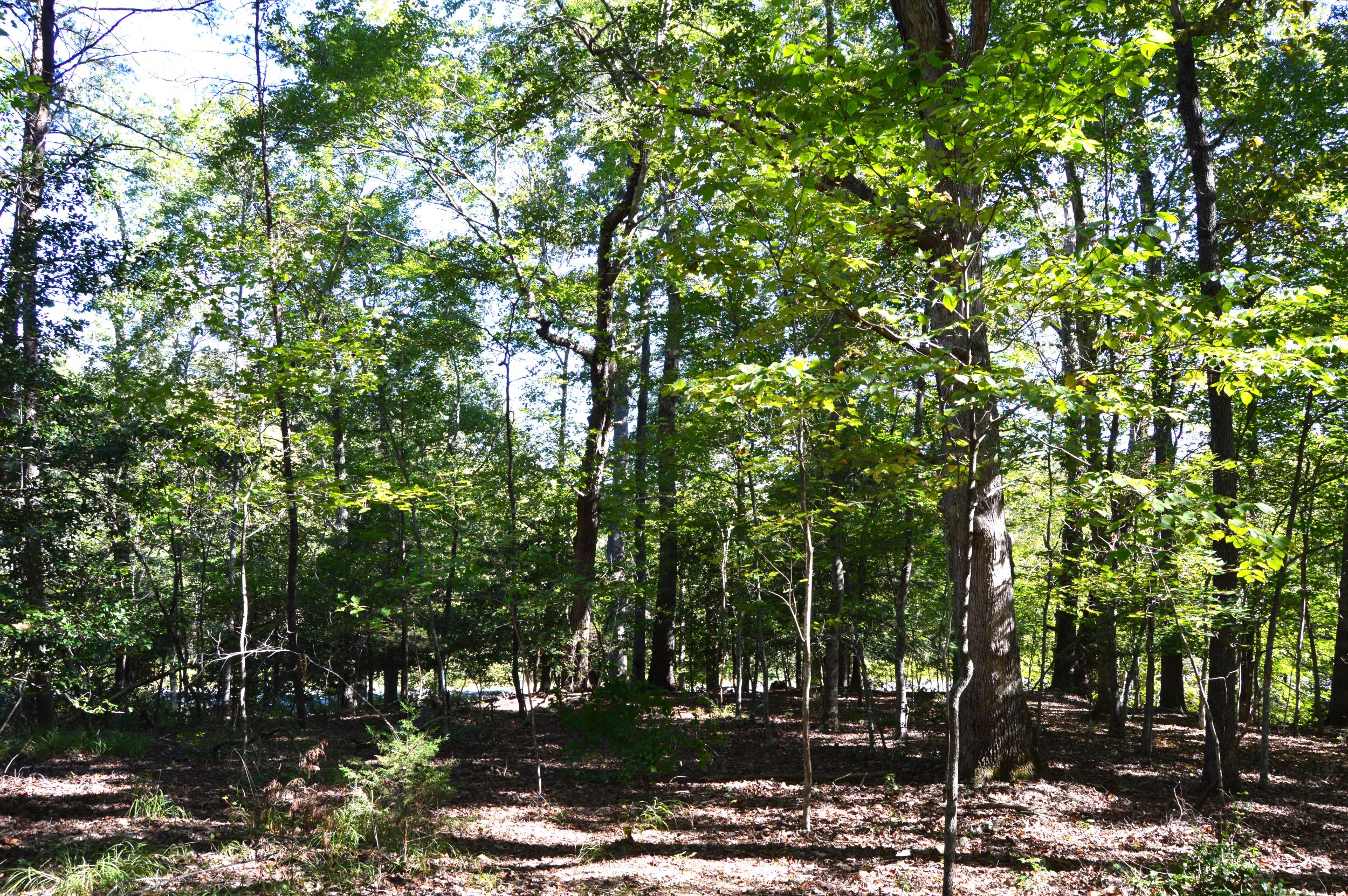 Taylor Lake Tract – 97 AC