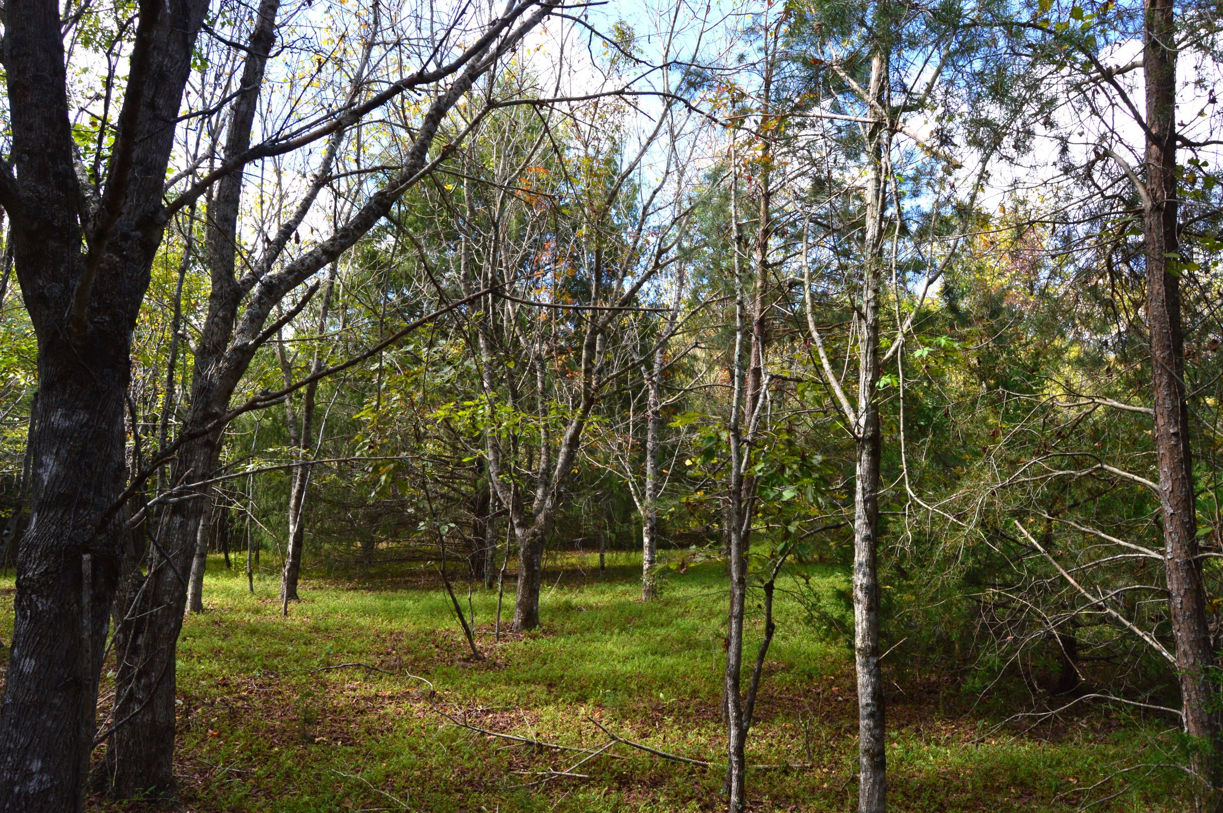 Taylor Lake Tract – 97 AC