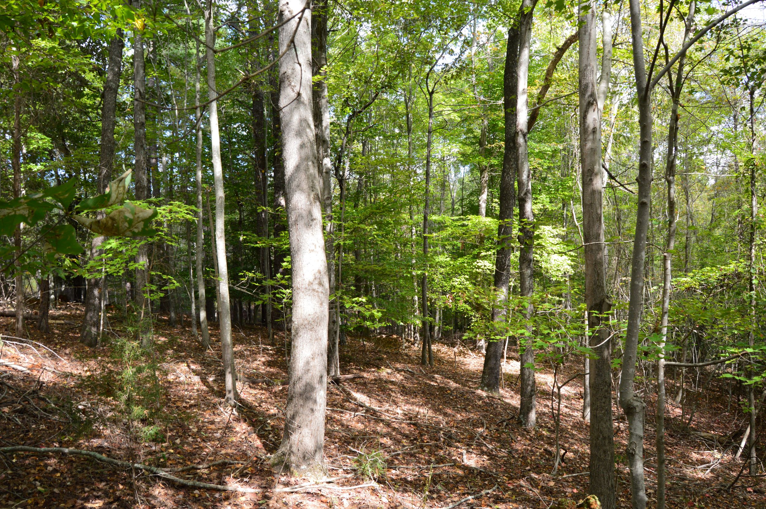 Taylor Lake Tract – 97 AC