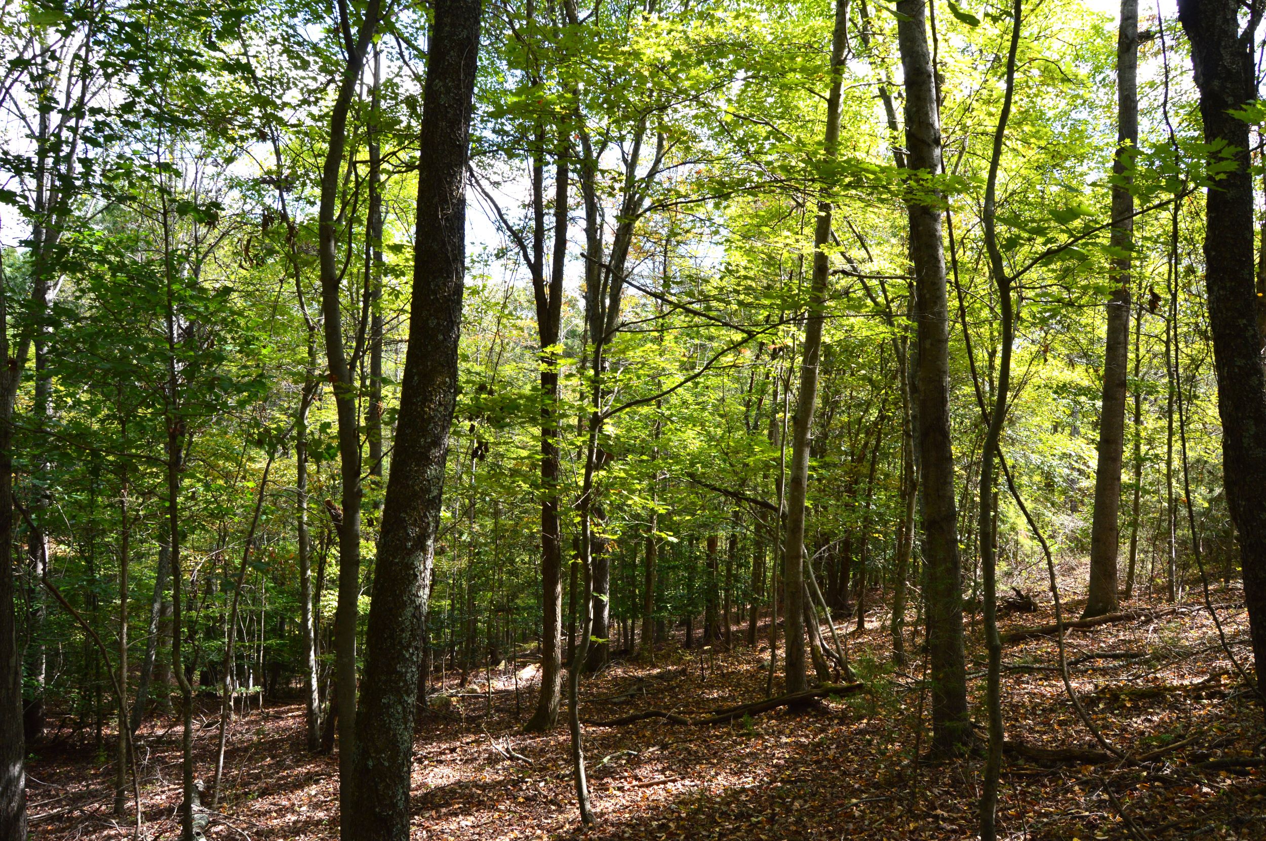 Taylor Lake Tract – 97 AC