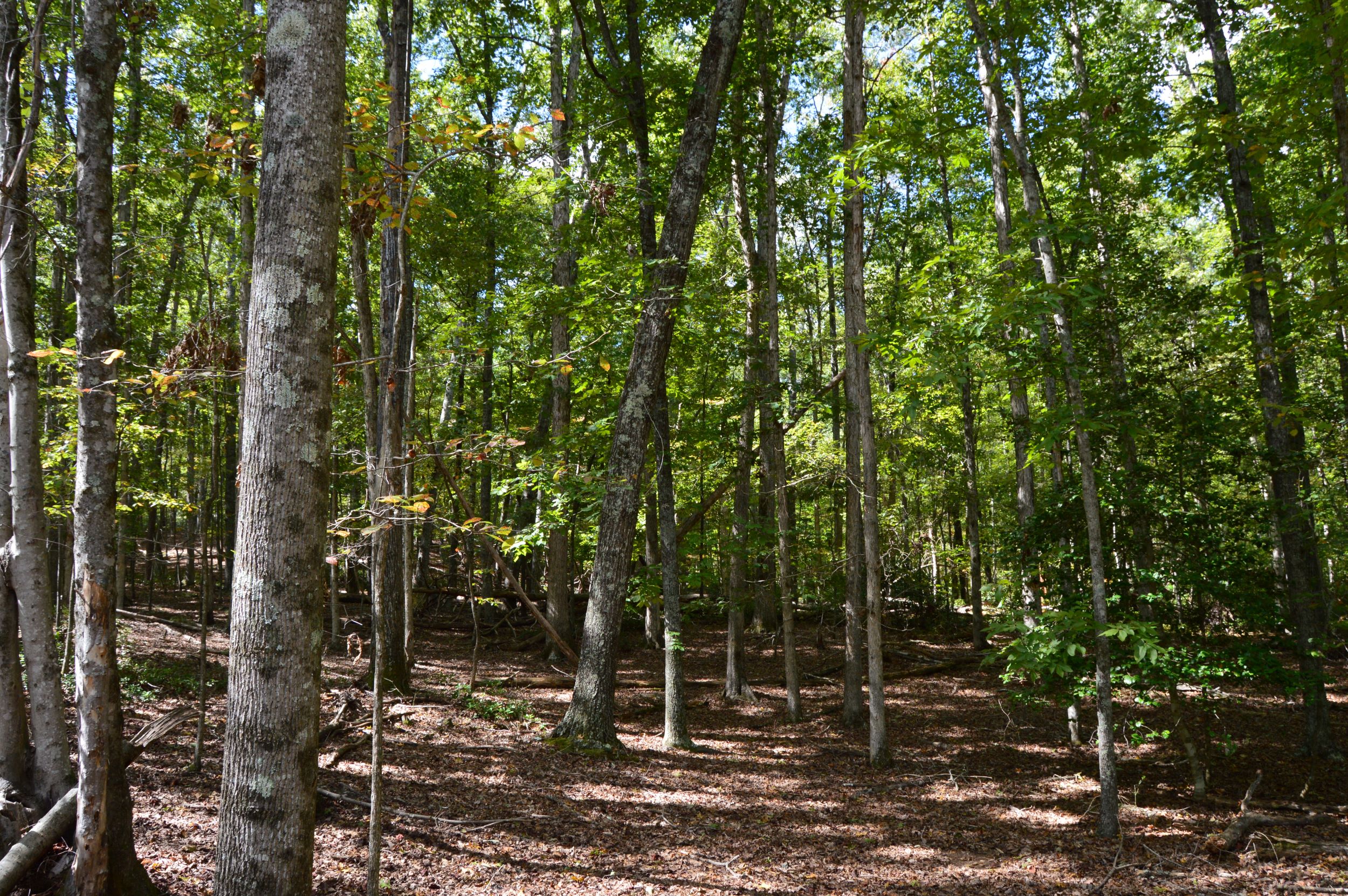 Taylor Lake Tract – 97 AC