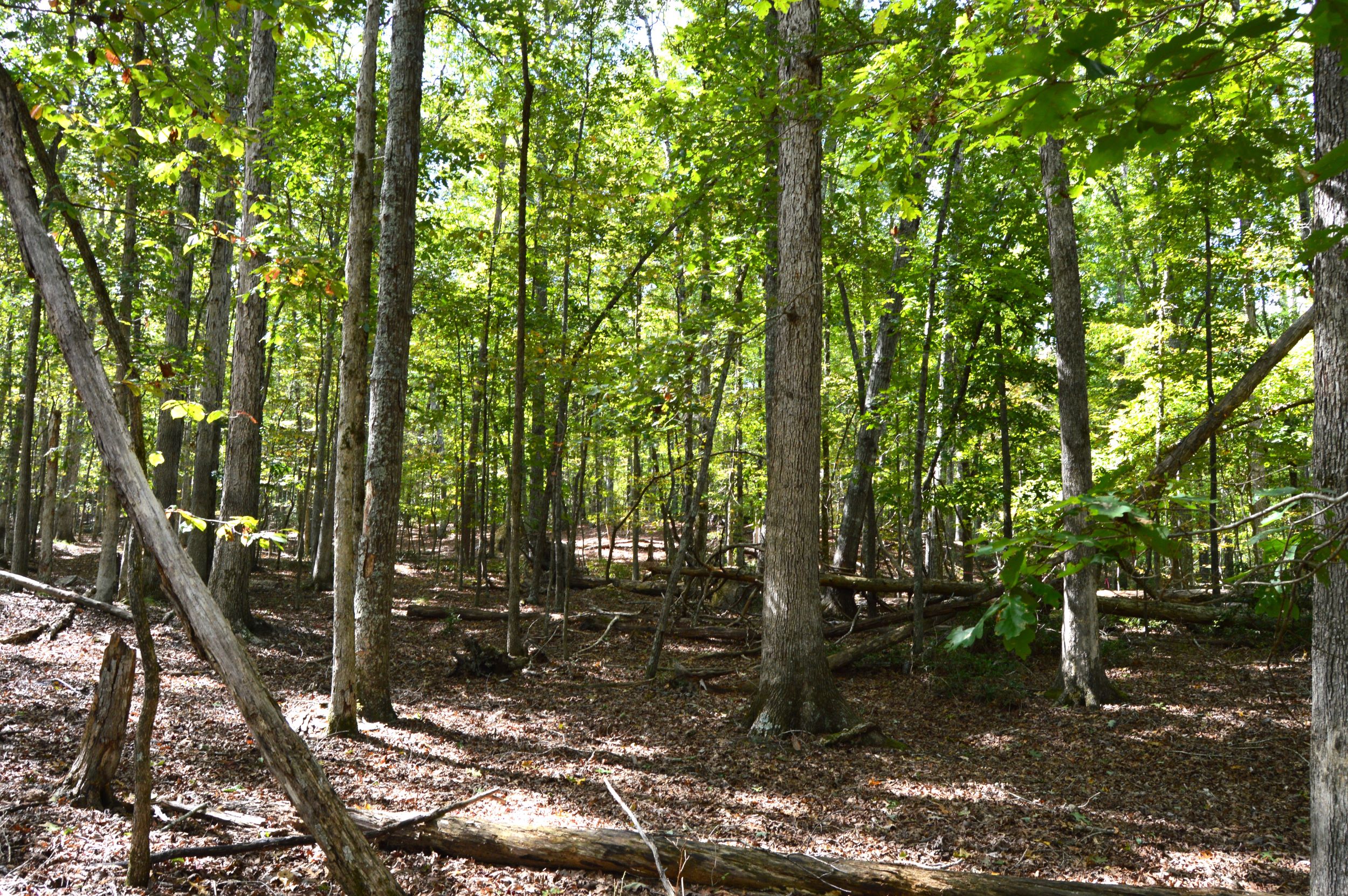 Taylor Lake Tract – 97 AC